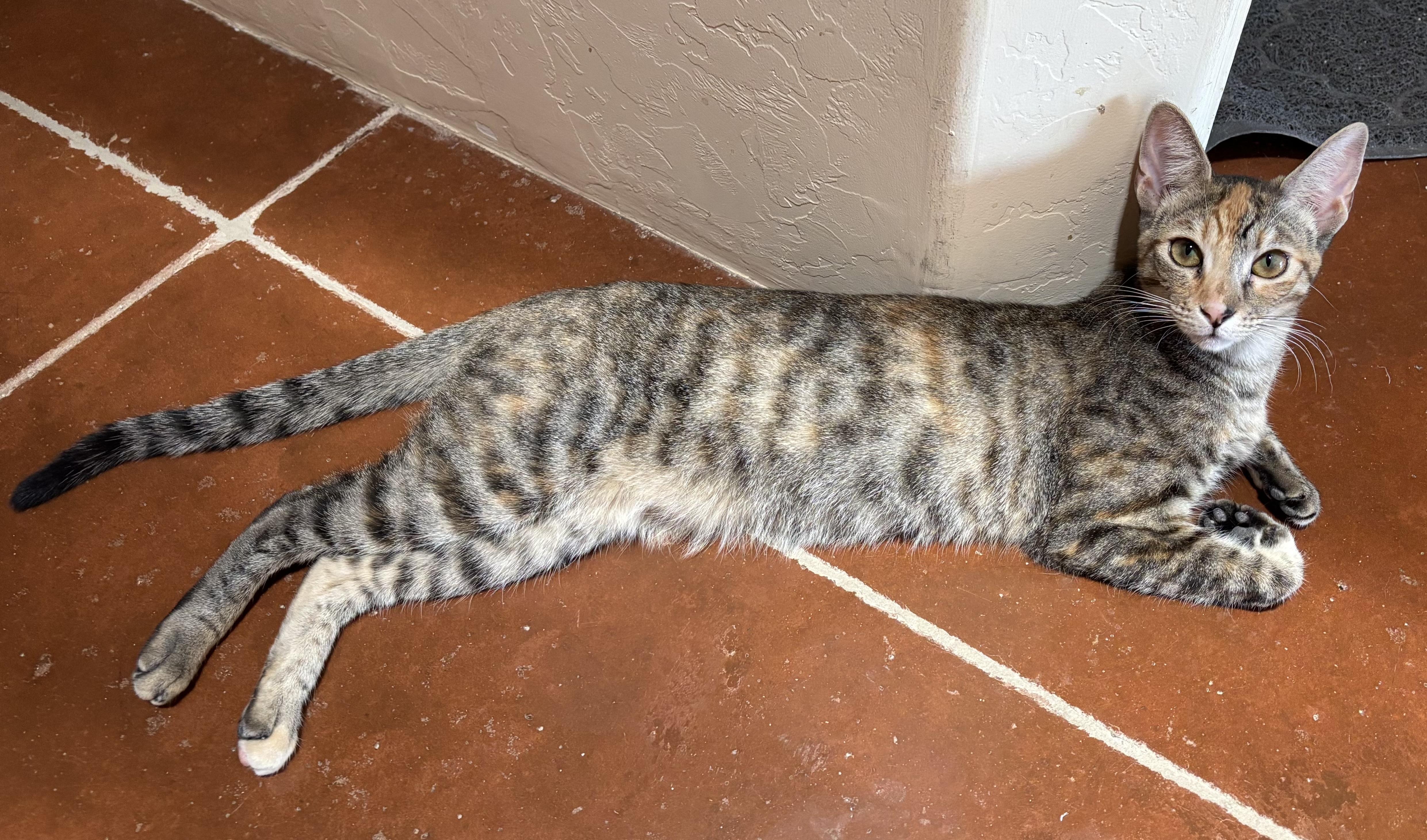 Enlarge Tulip, a ADOPTABLE Domestic Short Hair in Sierra Vista, AZ image 3/3