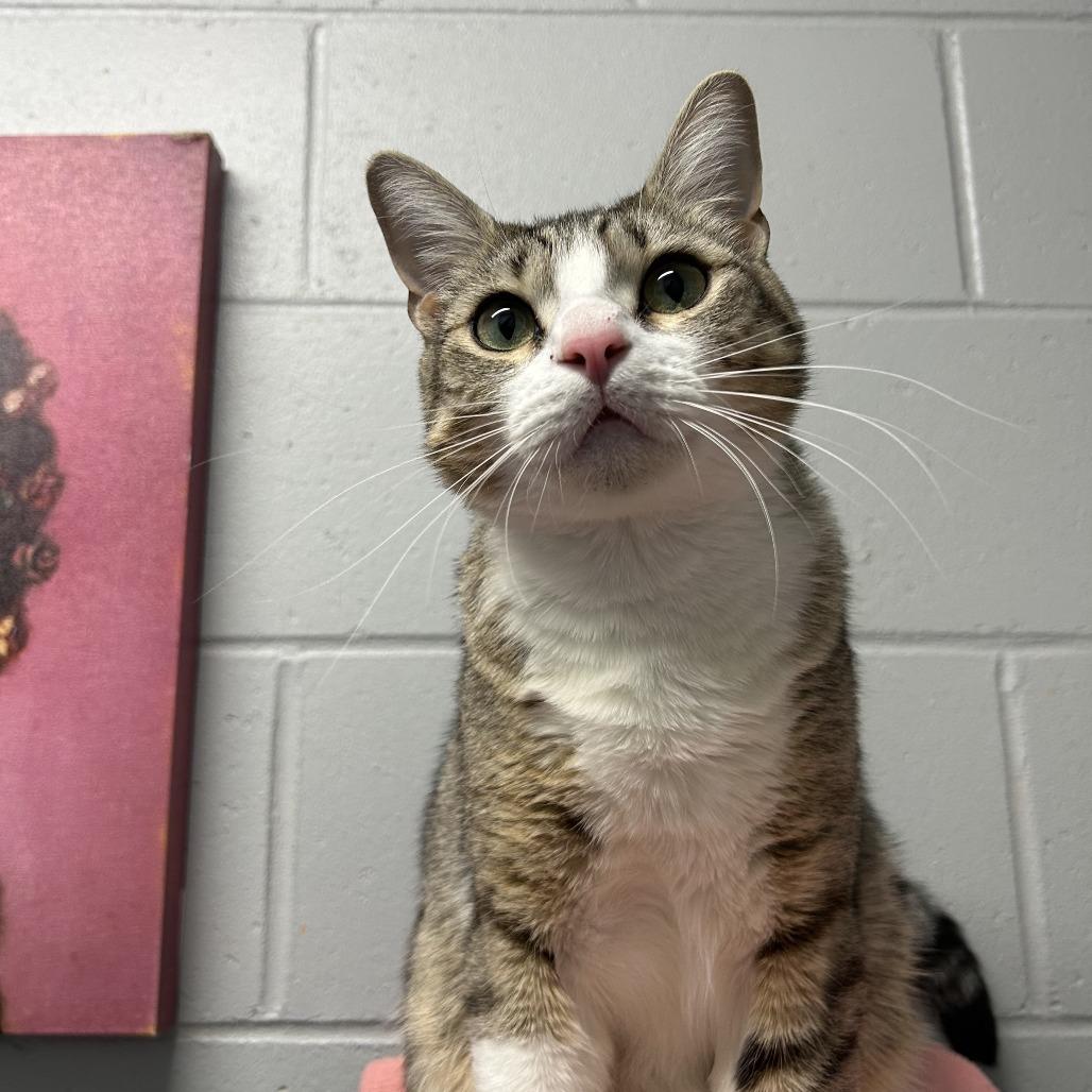 Enlarge Lenny, a Adoptable Domestic Short Hair in Enterprise, AL image 1/1