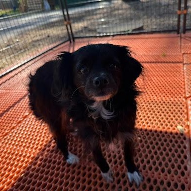 Enlarge Blueche, a ADOPTABLE mixed breed in Danbury, CT image 2/2