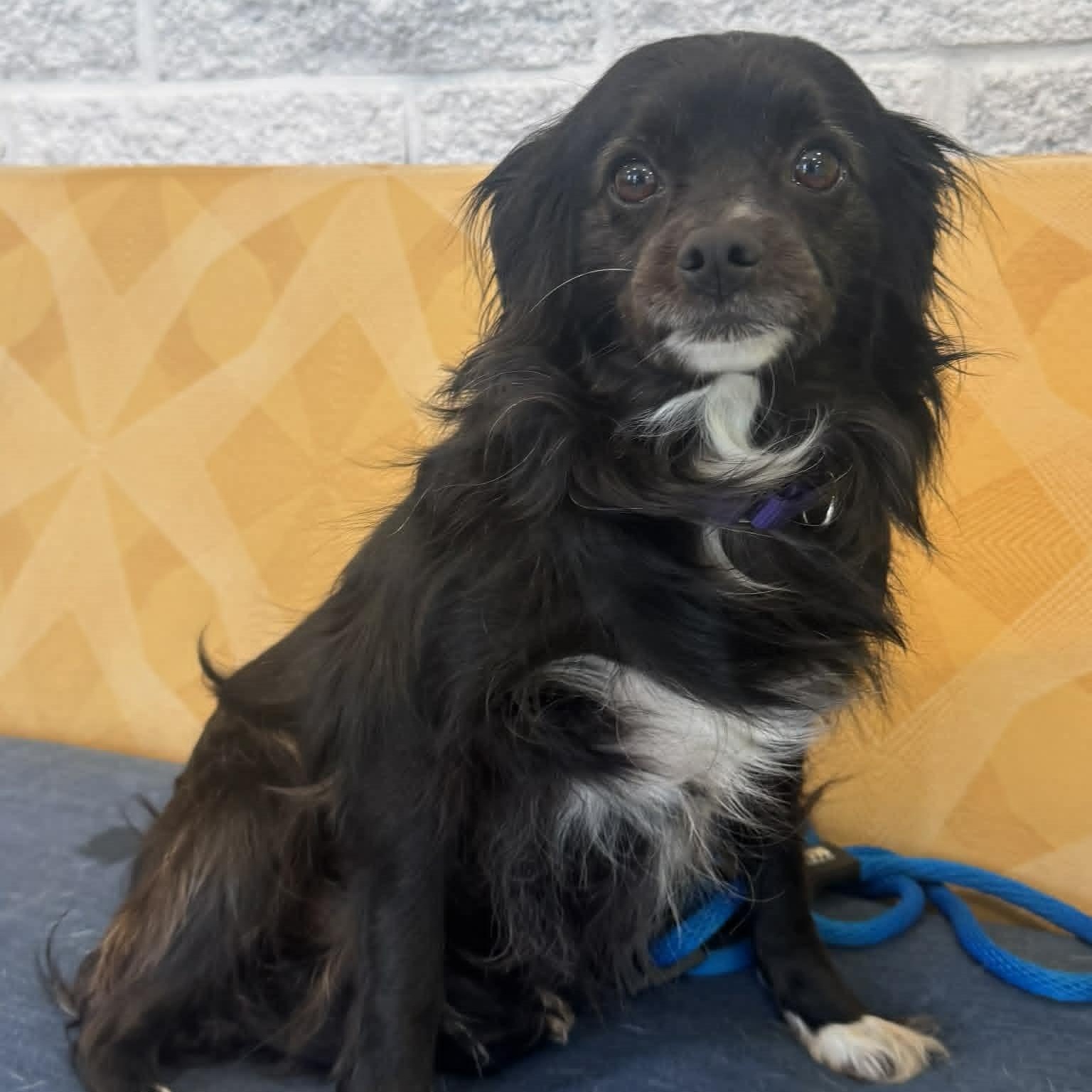 Enlarge Blueche, an adopted mixed breed in Danbury, CT image 4/4
