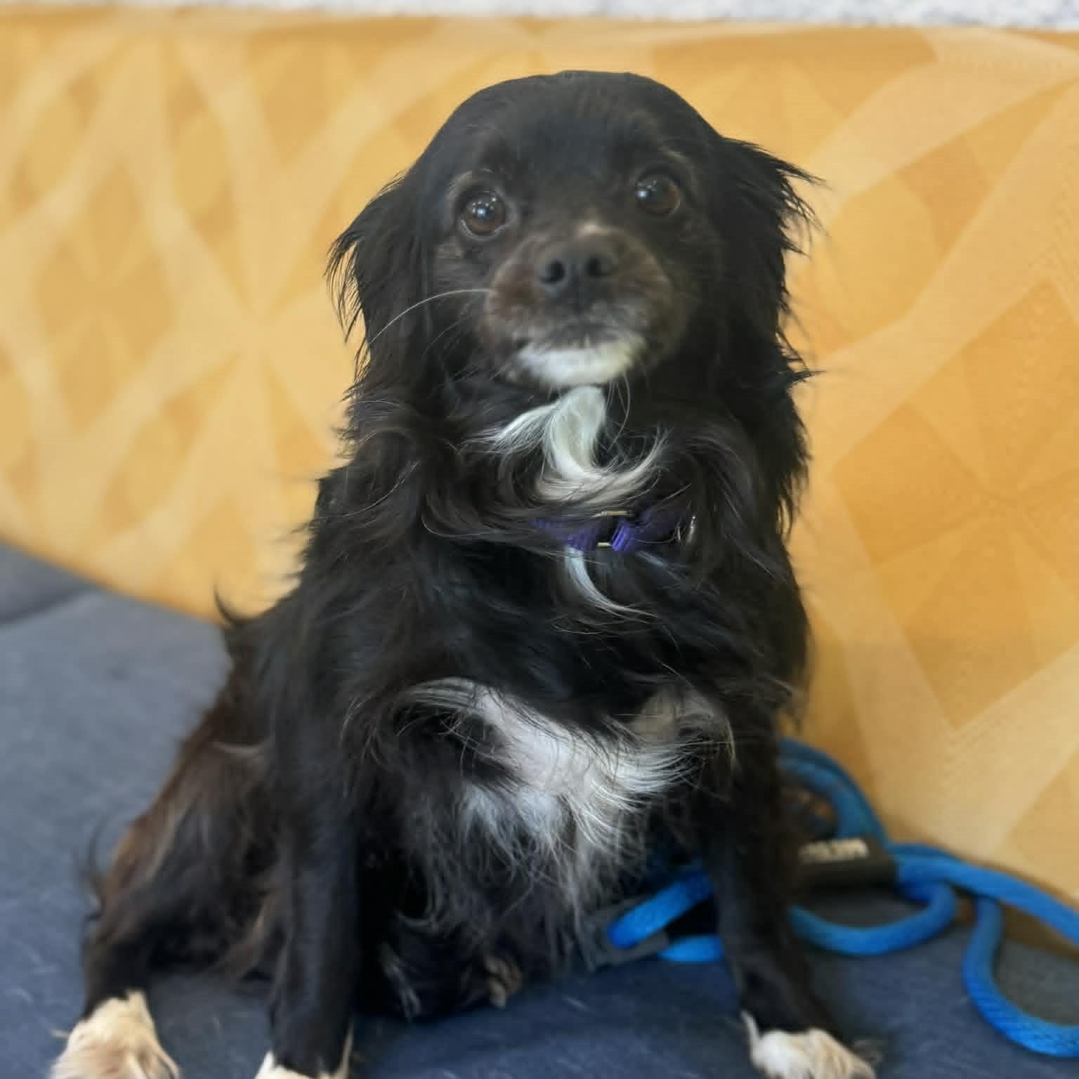Enlarge Blueche, an adopted mixed breed in Danbury, CT image 1/4