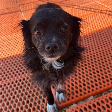 Enlarge Blueche, a ADOPTABLE mixed breed in Danbury, CT image 1/2