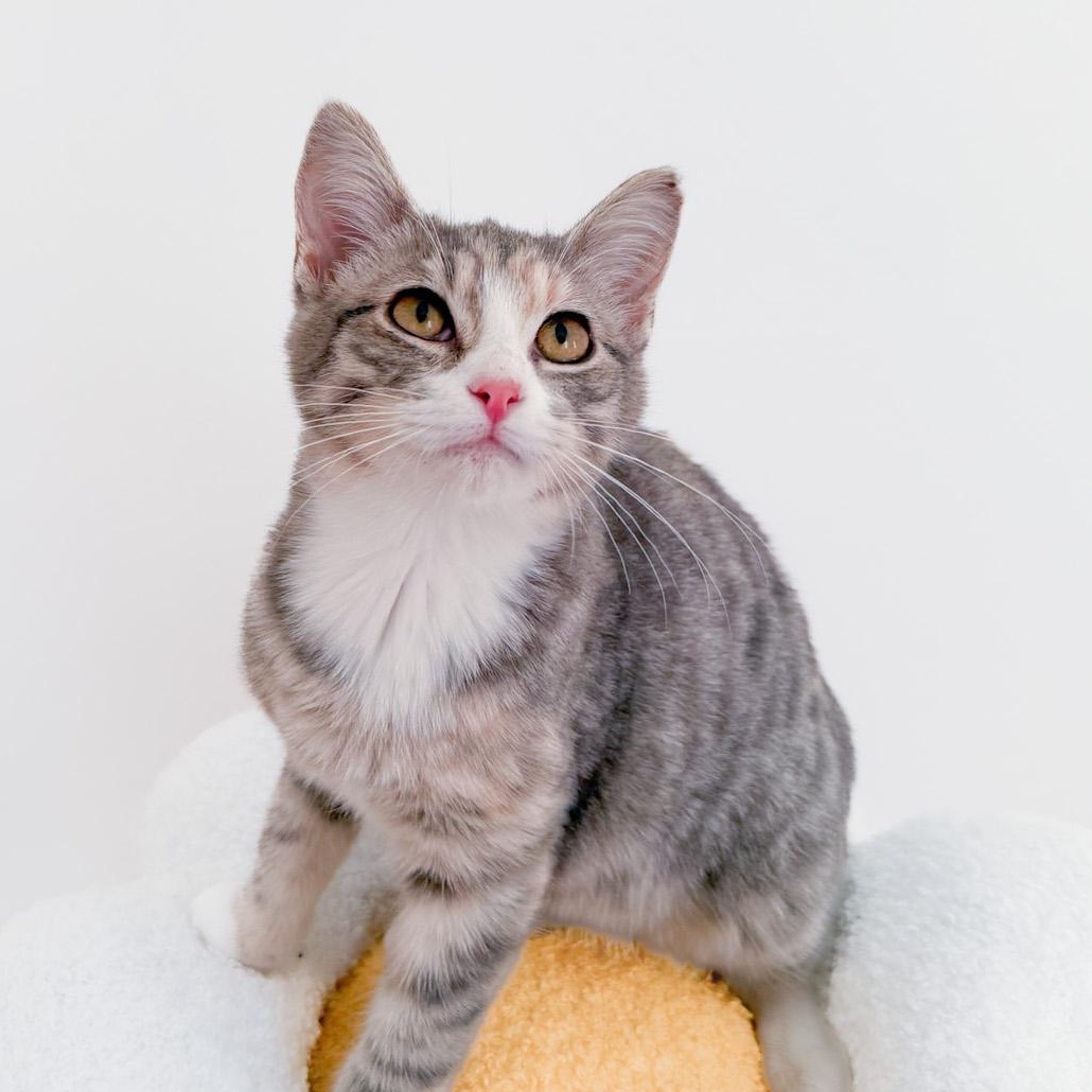 Marmalade, Adoptable, Young Female Dilute Calico.