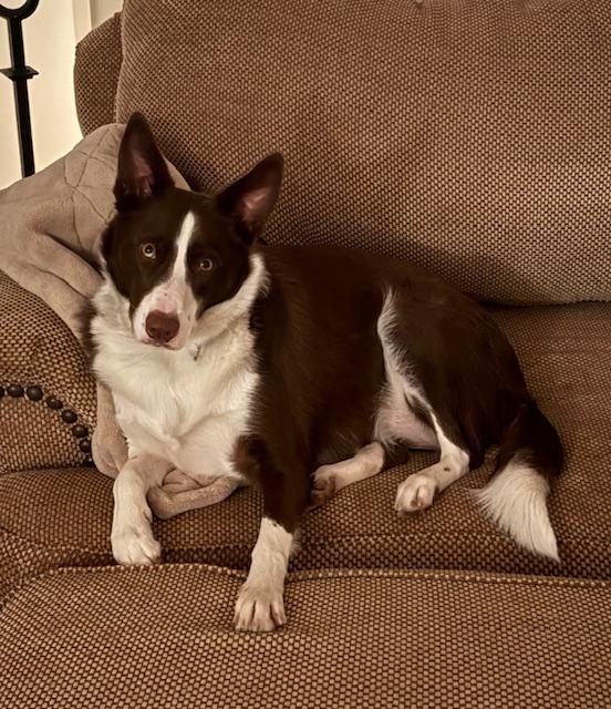 Rosie, ADOPTABLE, Adult Female Border Collie.