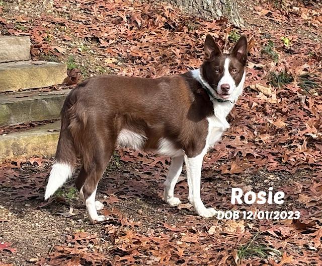 Enlarge Rosie, a ADOPTABLE Border Collie in Seymour, IN image 2/3