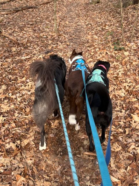 Enlarge Rosie, a ADOPTABLE Border Collie in Seymour, IN image 3/3