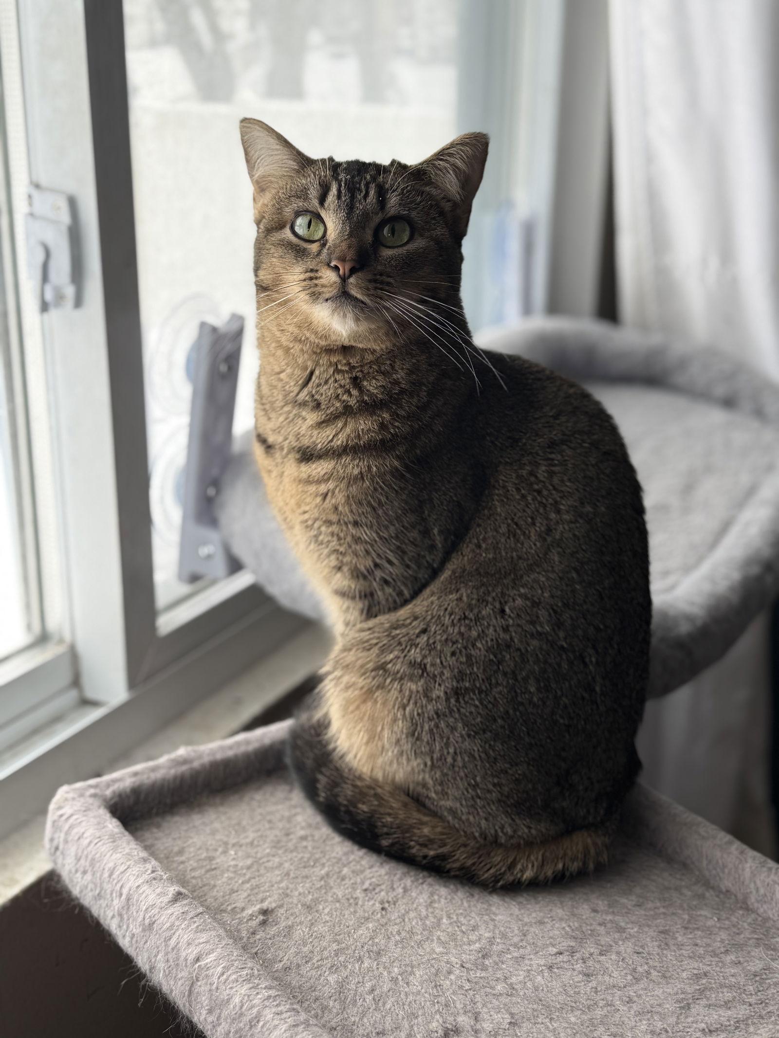 Annie, a Adoptable mixed breed in Fenton, MO image 2/3