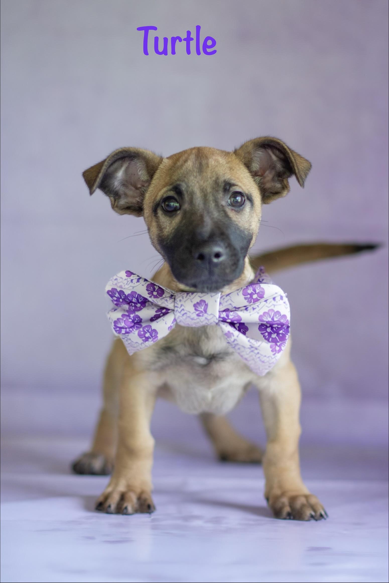 Turtle, adopted, Puppy Male Pug & Dachshund.