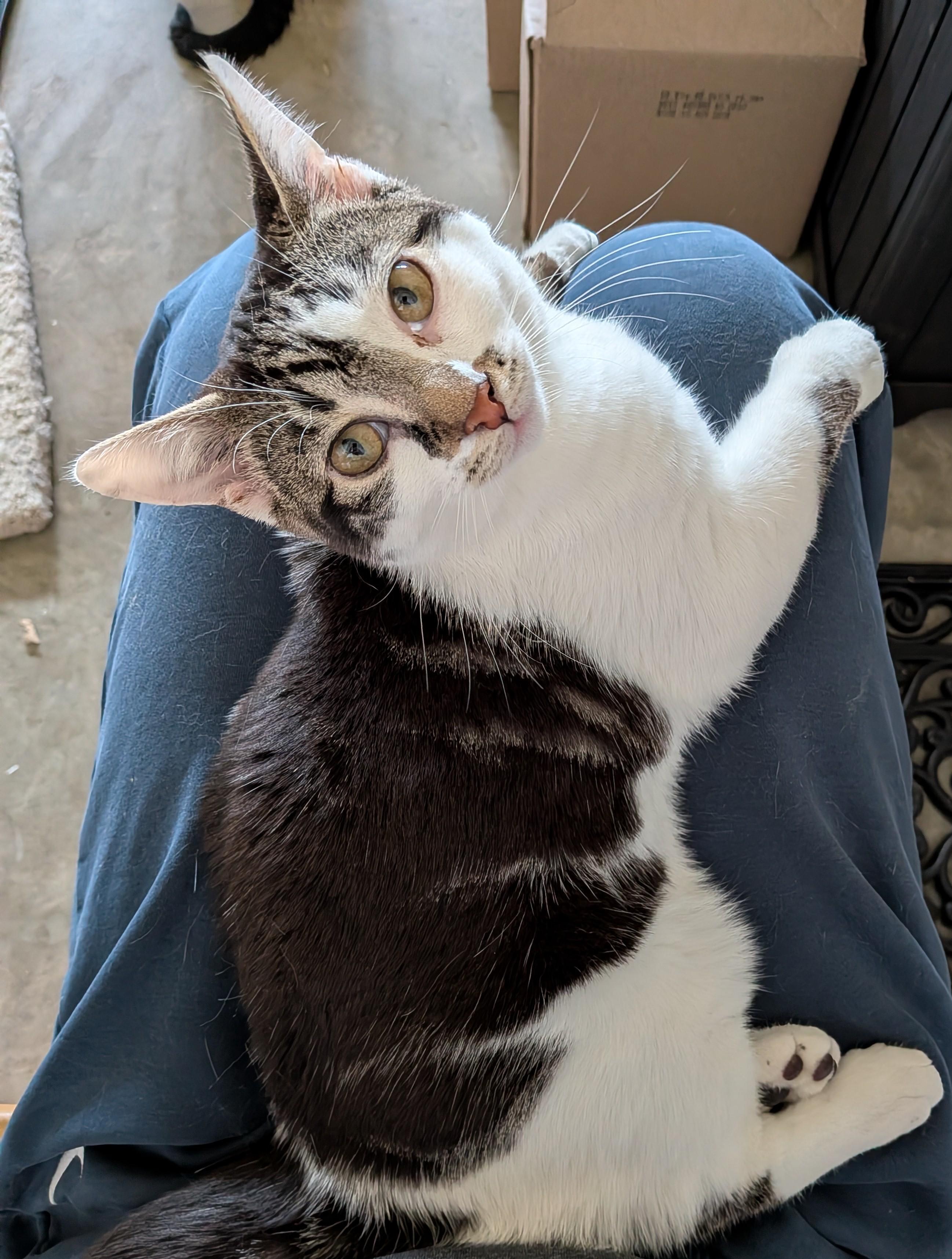 Moby, adoptable, Kitten Male Domestic Short Hair.