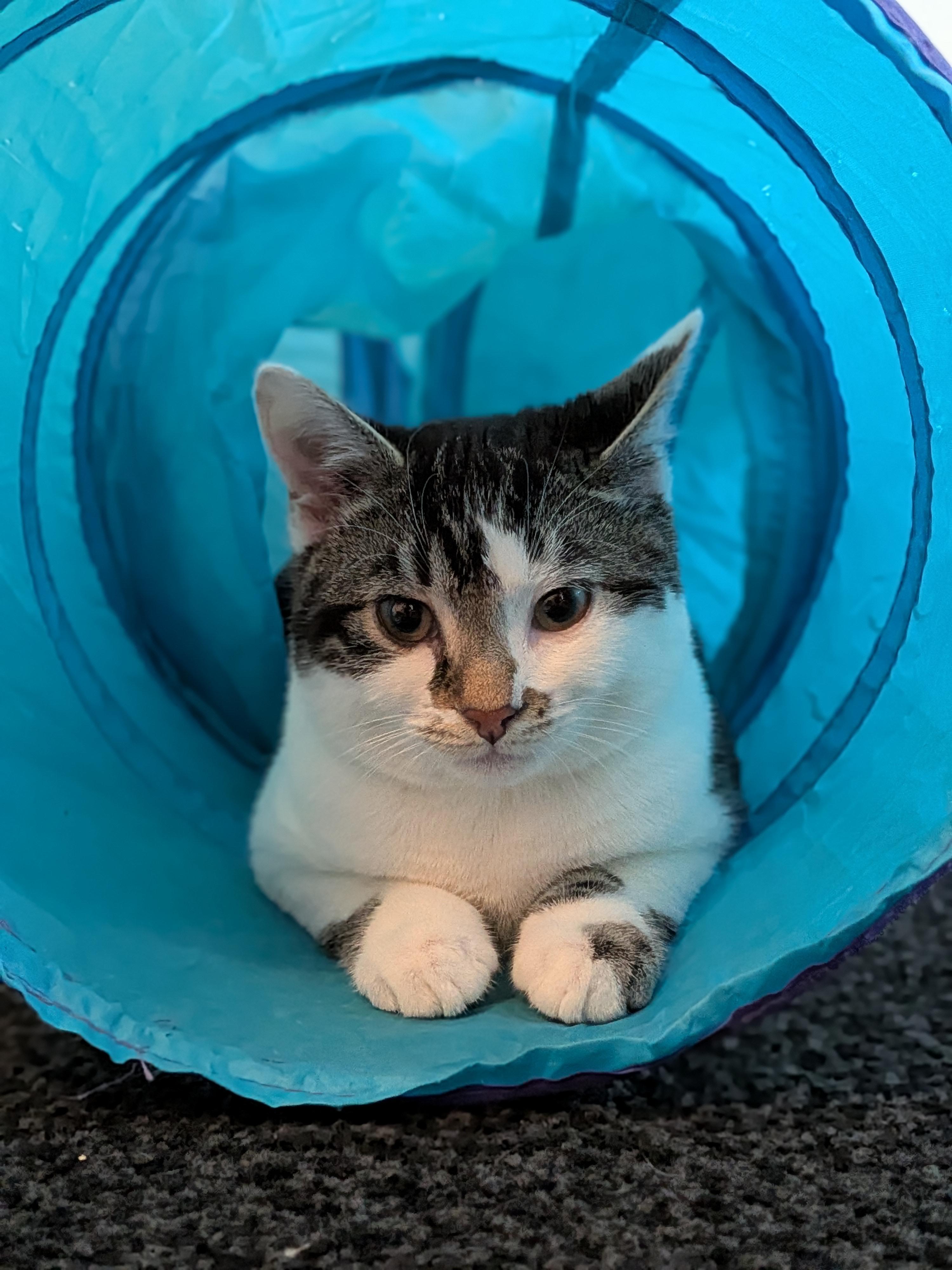 Enlarge Moby (Bonded Pair with Mary), an adoptable Domestic Short Hair in Newburgh, NY image 1/6