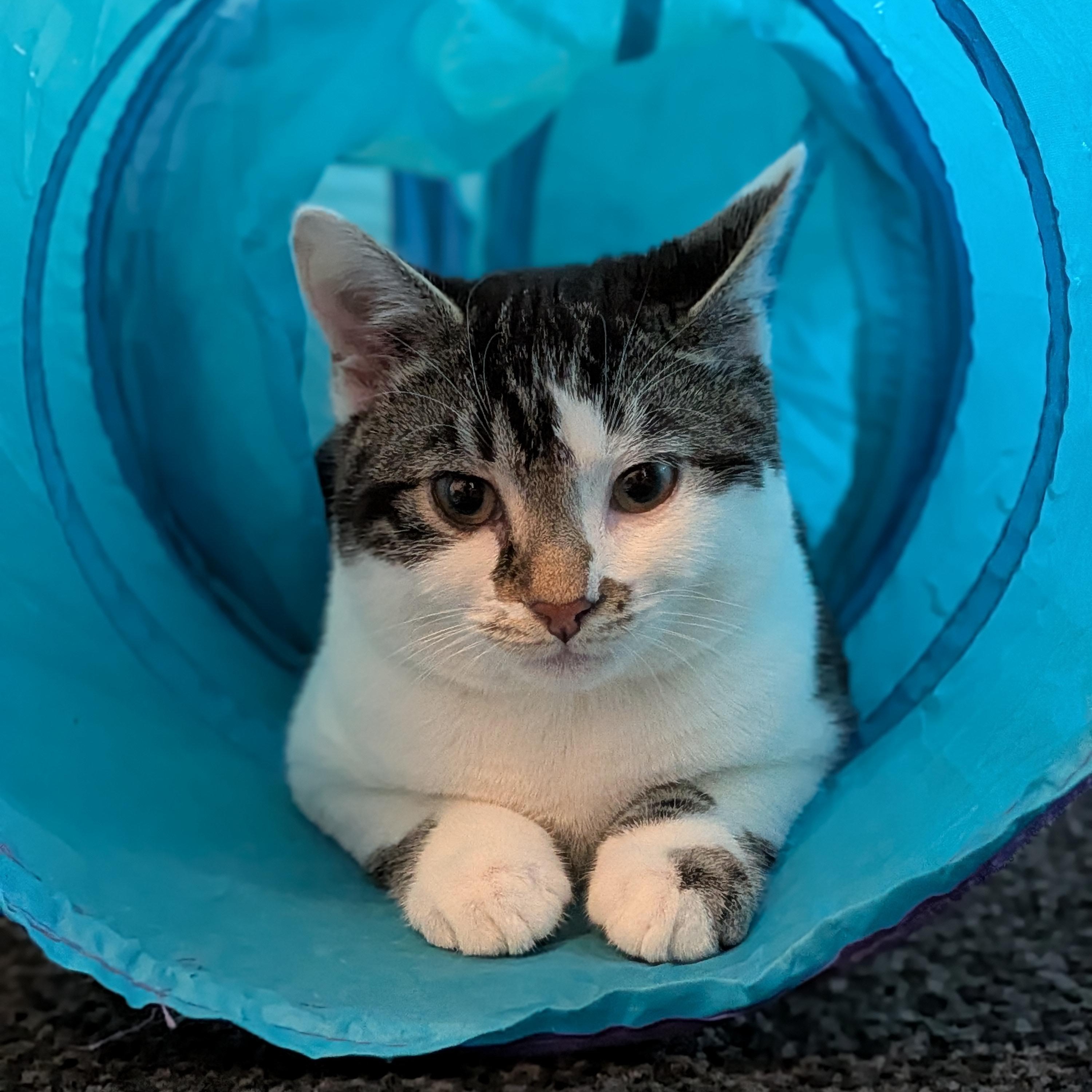 Enlarge Moby (Bonded Pair with Mary), an adoptable Domestic Short Hair in Newburgh, NY image 1/6