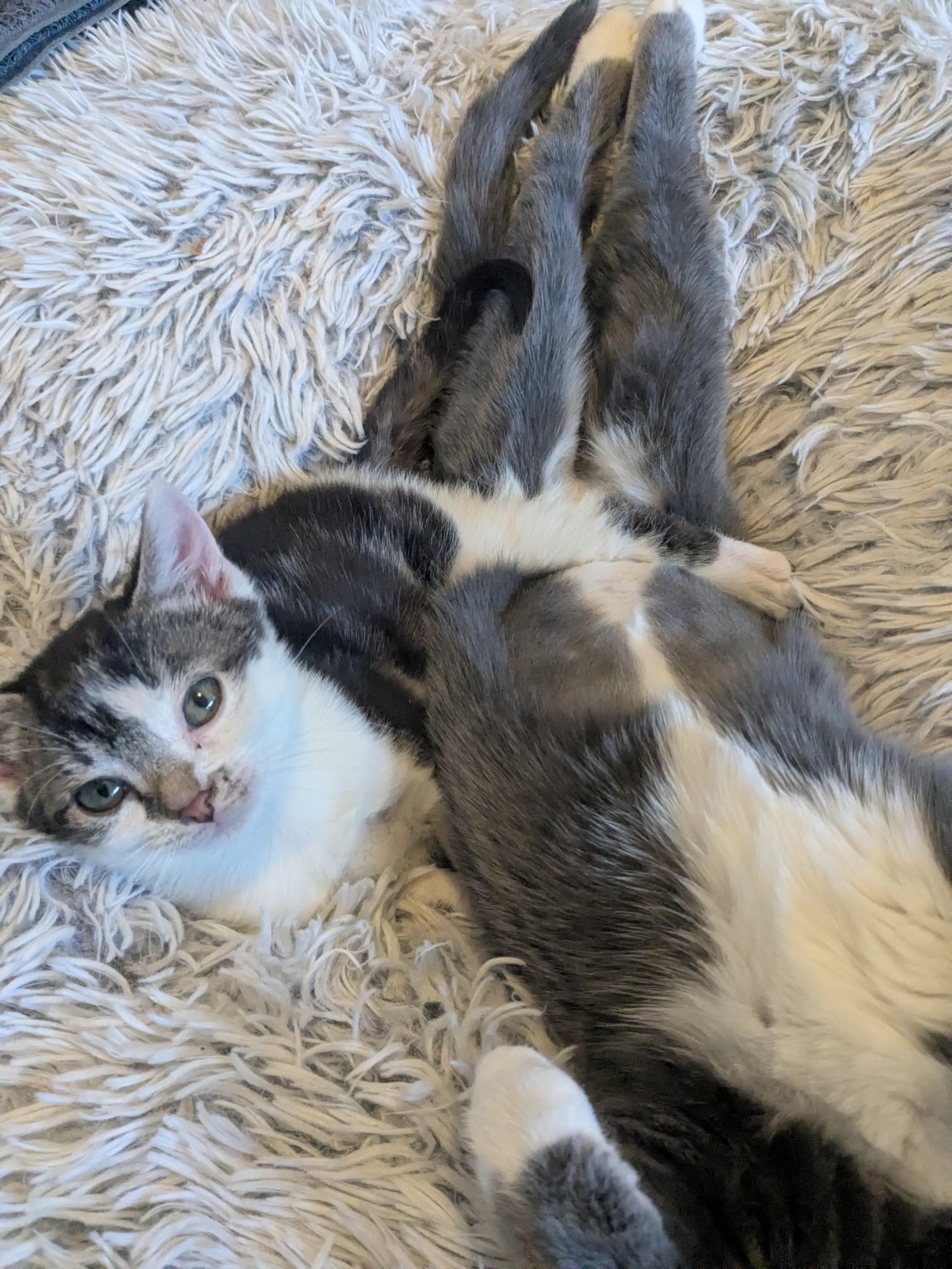 Enlarge Moby (Bonded Pair with Mary), an adoptable Domestic Short Hair in Newburgh, NY image 4/6