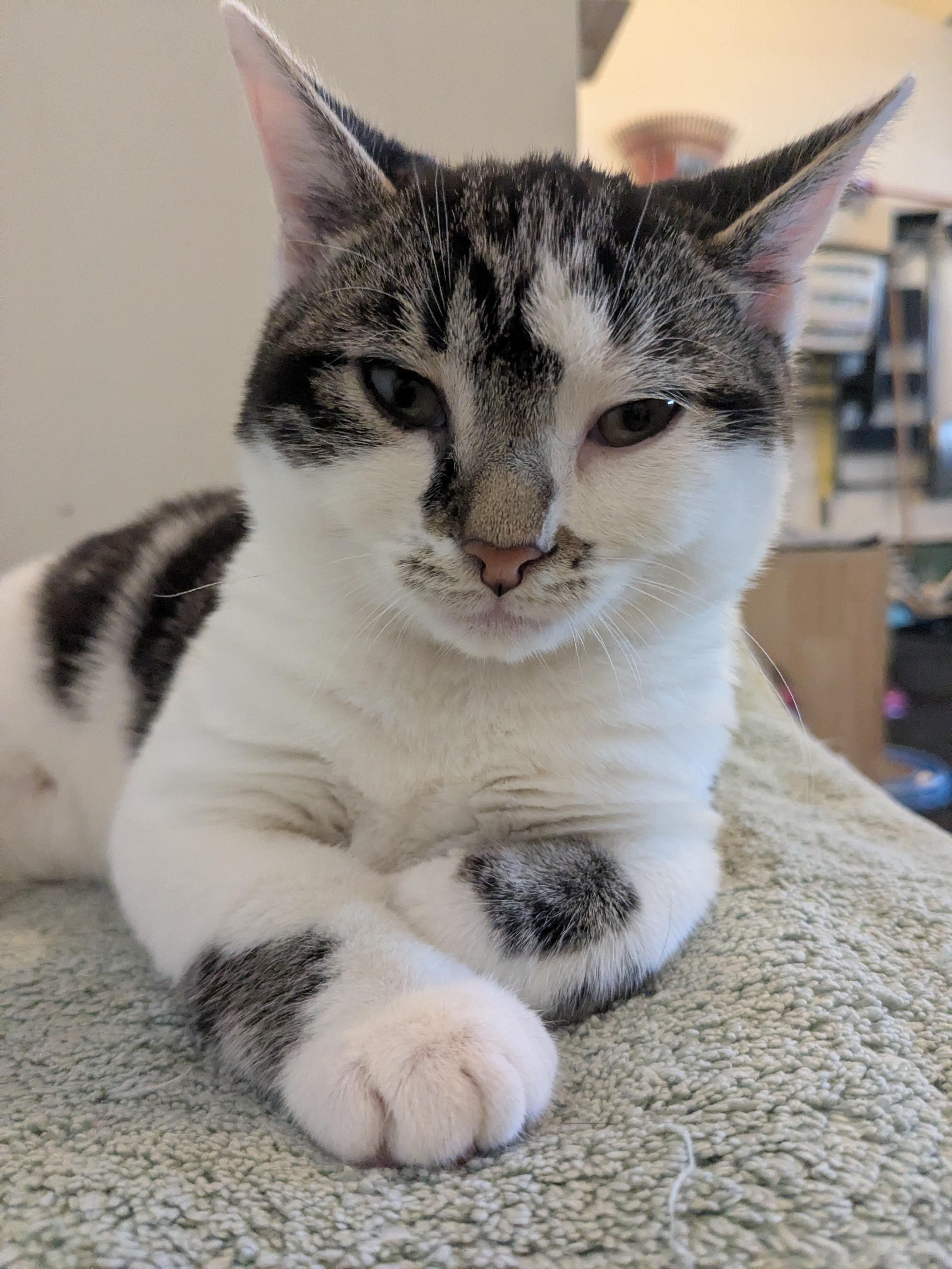 Enlarge Moby (Bonded Pair with Mary), an adoptable Domestic Short Hair in Newburgh, NY image 2/6