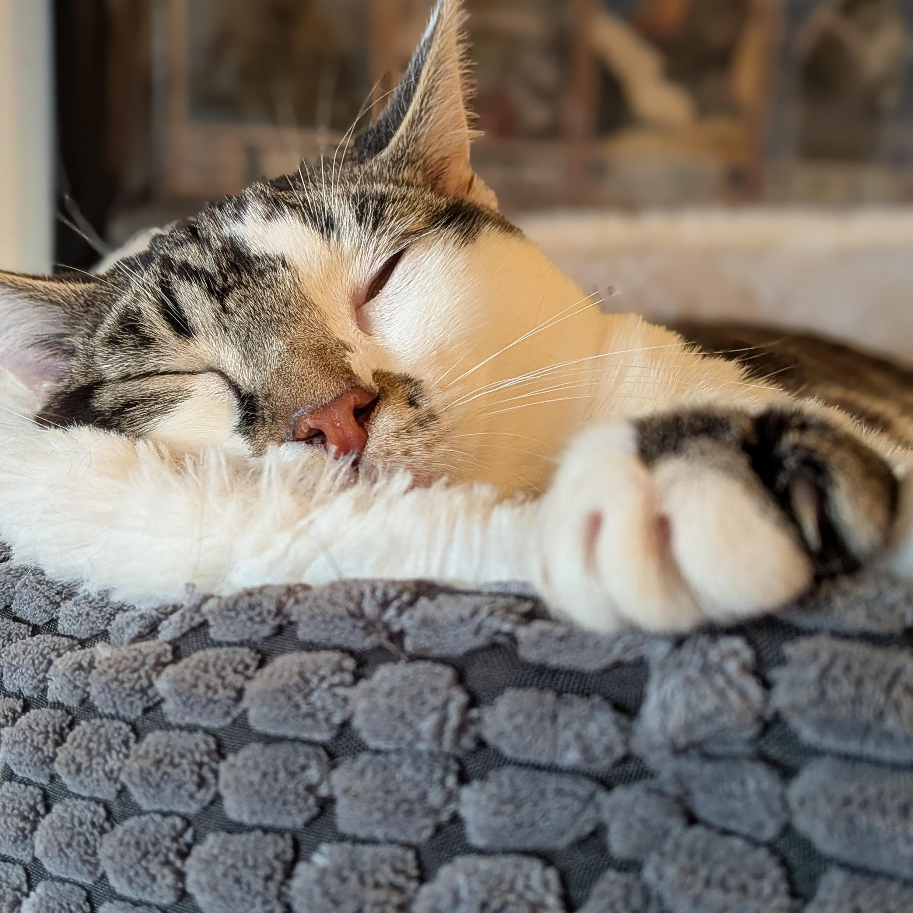 Moby, an adoptable Domestic Short Hair in Newburgh, NY image 2/5