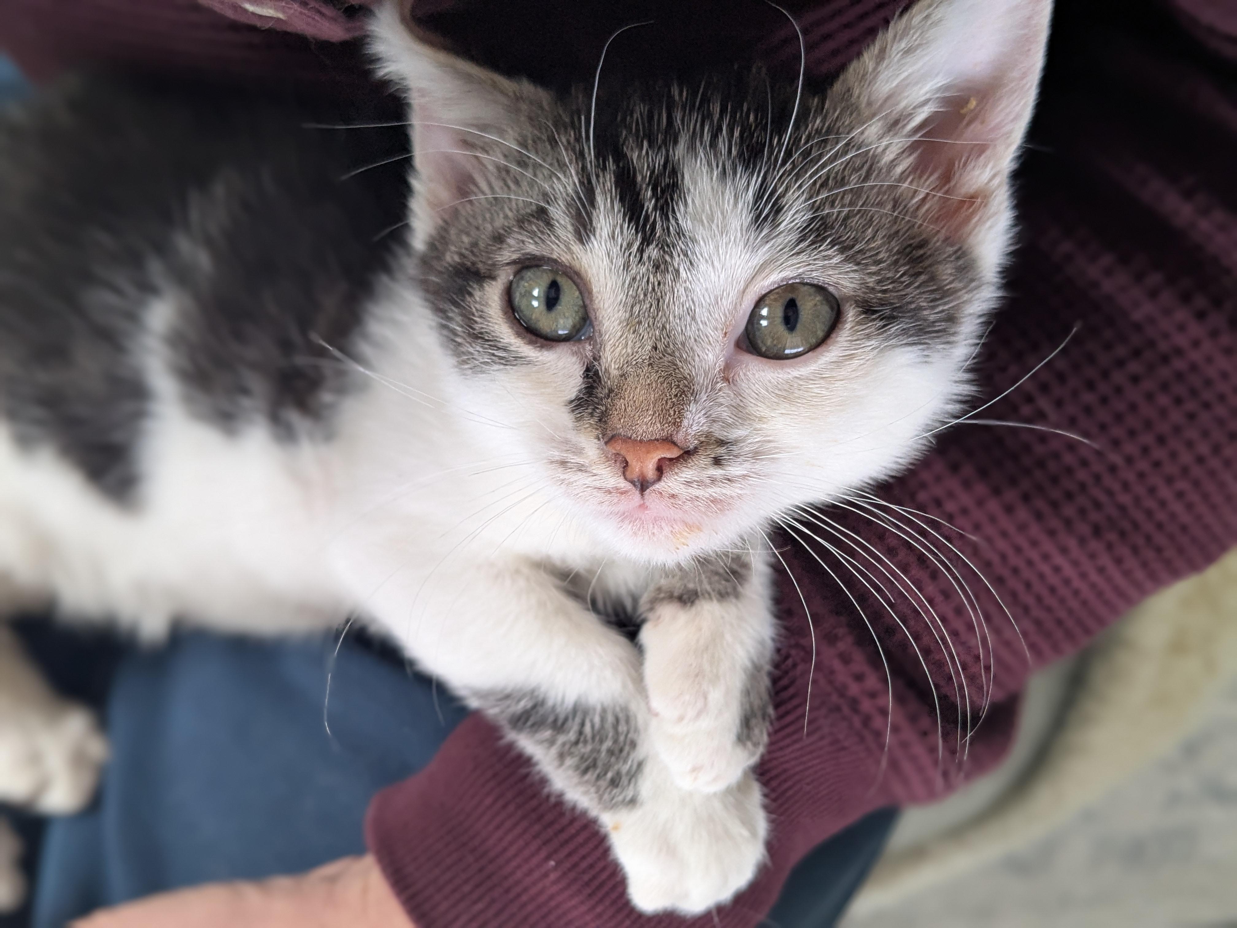 Enlarge Moby (Bonded Pair with Mary), an adoptable Domestic Short Hair in Newburgh, NY image 6/6