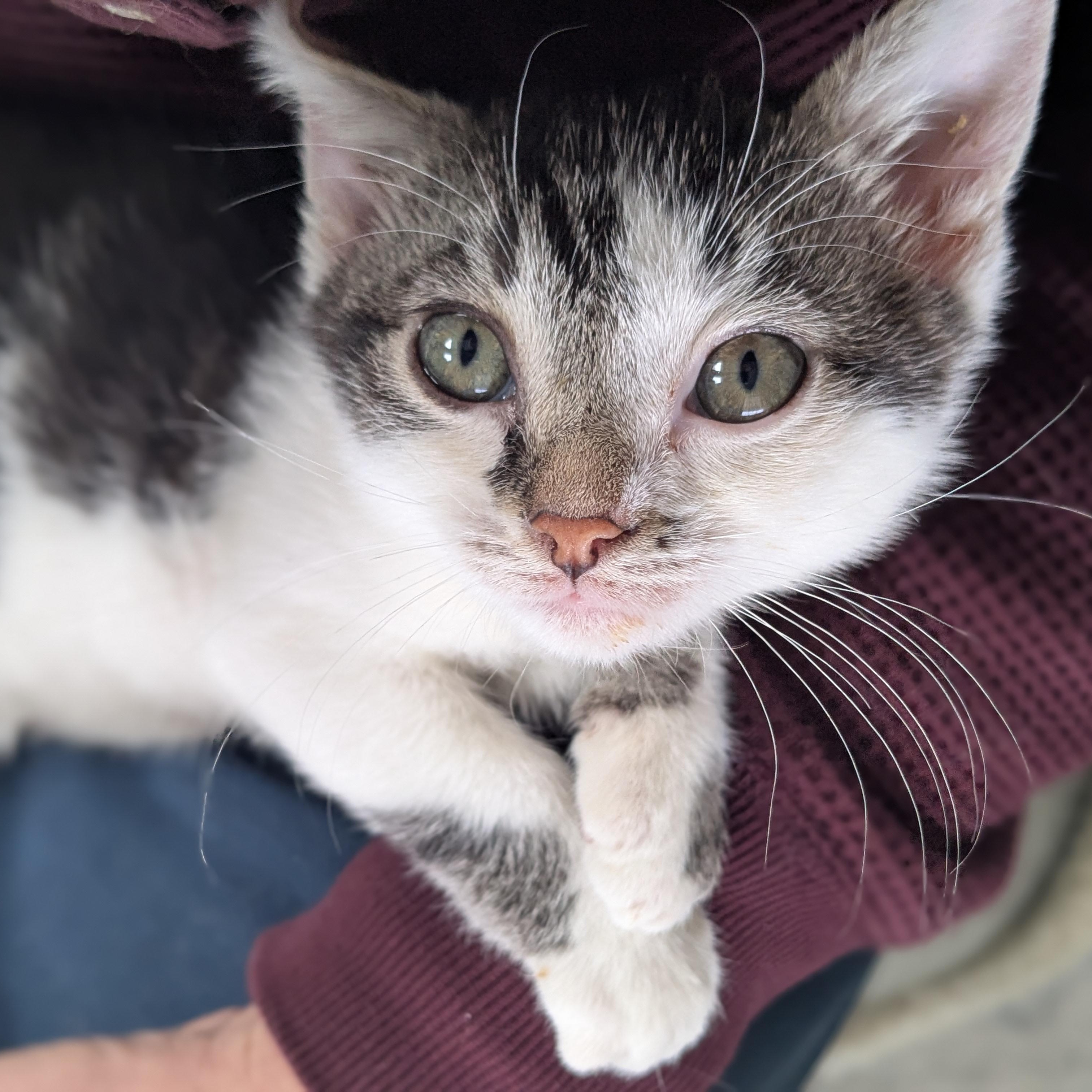 Enlarge Moby (Bonded Pair with Mary), an adoptable Domestic Short Hair in Newburgh, NY image 6/6