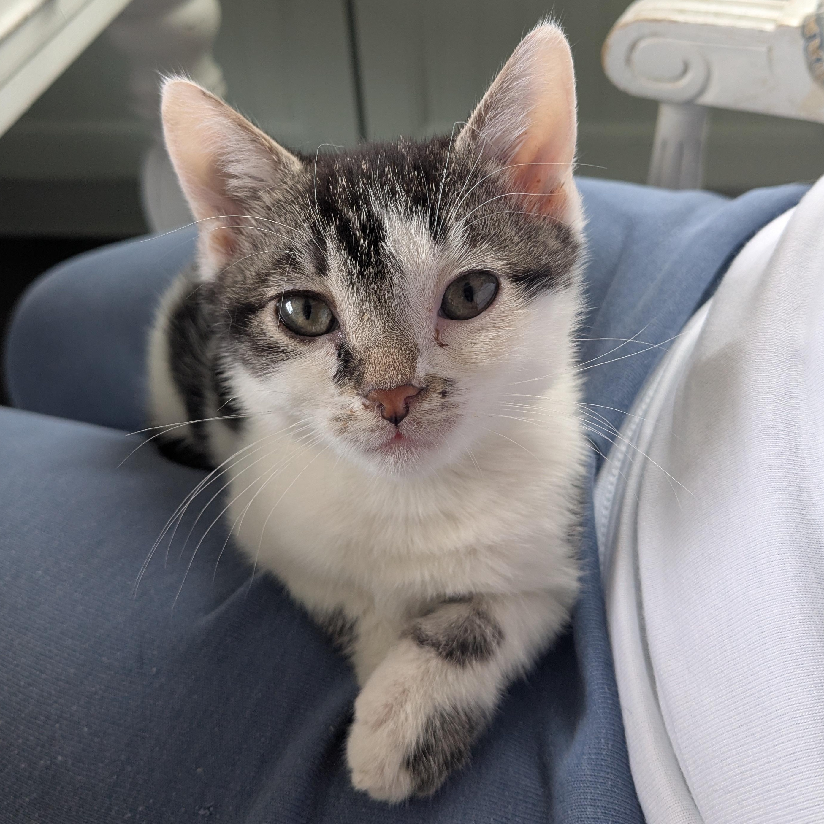 Enlarge Moby (Bonded Pair with Mary), an adoptable Domestic Short Hair in Newburgh, NY image 3/6