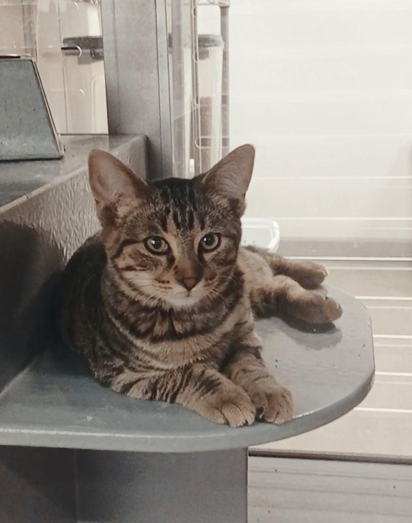 Emmie, Adoptable, Kitten Female Tabby & Domestic Long Hair.