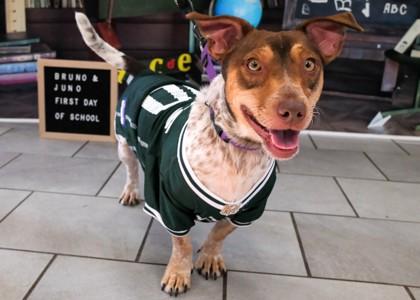 Juno, Adoptable, Adult Male Parson Russell Terrier & Mixed Breed.