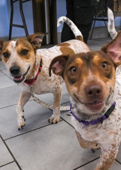 Enlarge Juno, a Adoptable mixed breed in Madison, NJ image 2/3