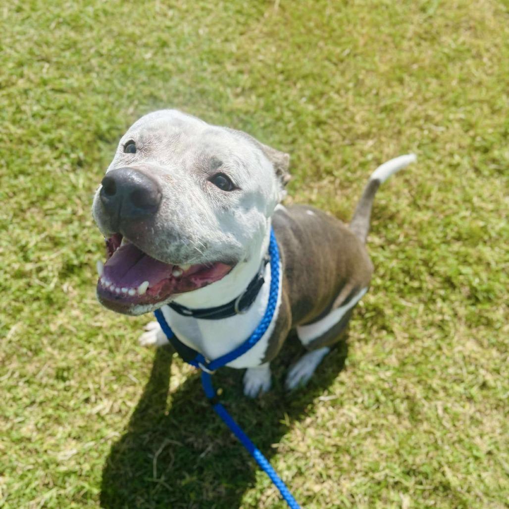 Tod, Adoptable, Adult Male Pit Bull Terrier & Mixed Breed.