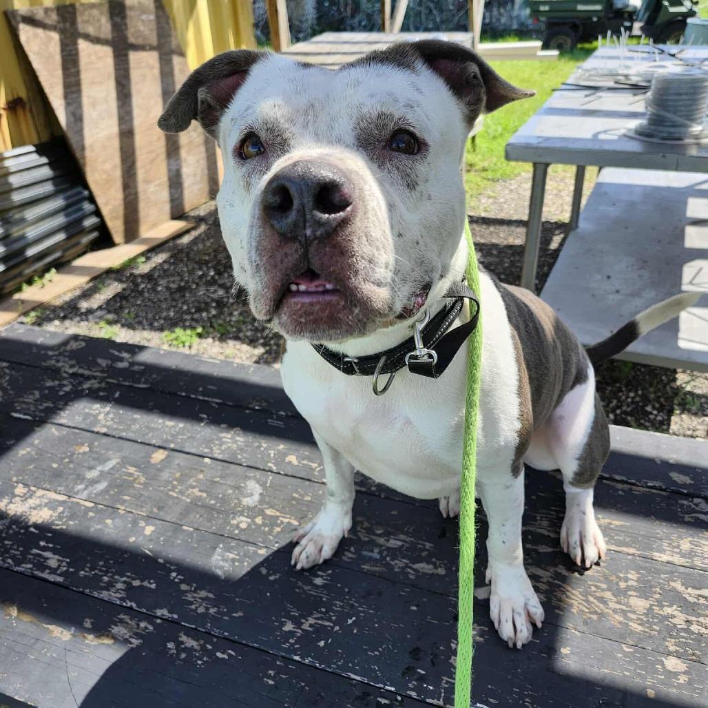 Enlarge Tod, a Adoptable mixed breed in Dickinson, TX image 3/6