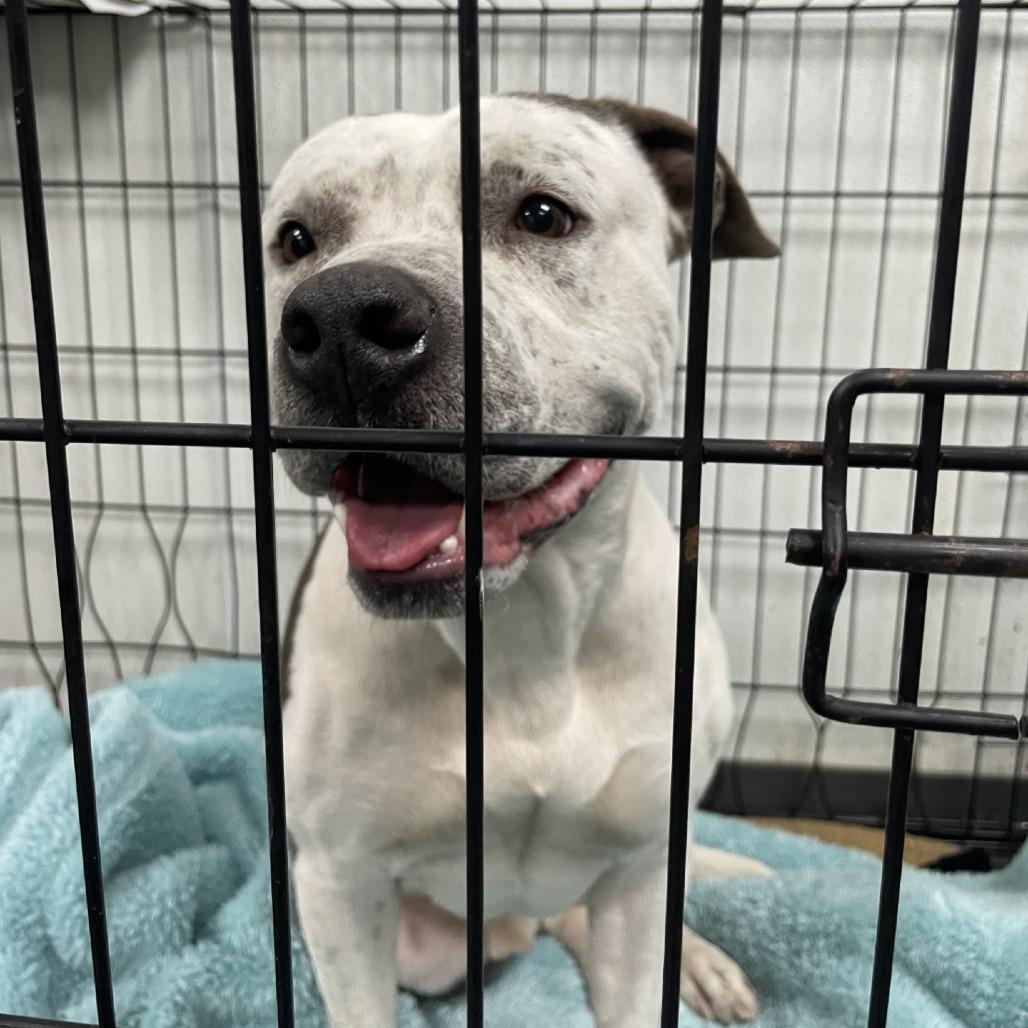 Enlarge Tod, a Adoptable mixed breed in Dickinson, TX image 4/6