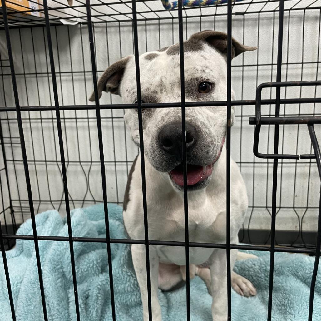 Enlarge Tod, a Adoptable mixed breed in Dickinson, TX image 5/6