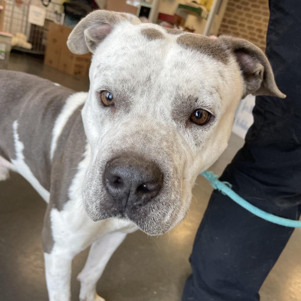 Enlarge Tod, a Adoptable mixed breed in Dickinson, TX image 6/6