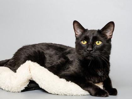 Stevie, Adoptable, Young Male Domestic Short Hair & Domestic Short Hair.