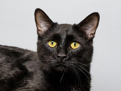 Enlarge Stevie, a Adoptable mixed breed in Longmont, CO image 2/2