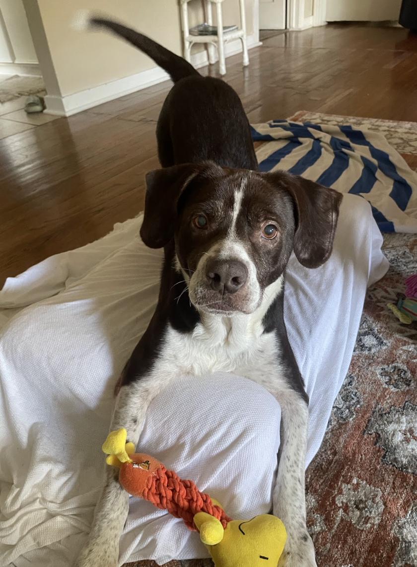 Pops #1, Adoptable, Adult Male Beagle & Staffordshire Bull Terrier.