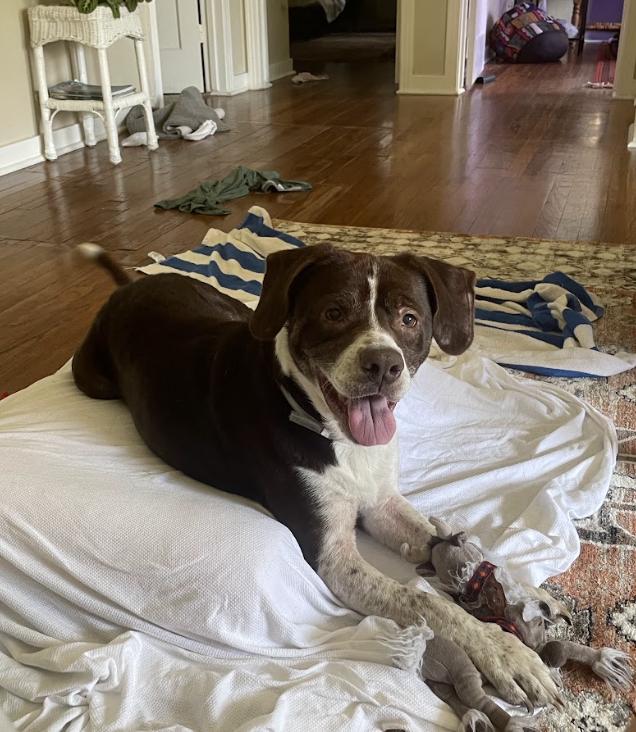 Pops #1, Adoptable, Adult Male Beagle & Staffordshire Bull Terrier.