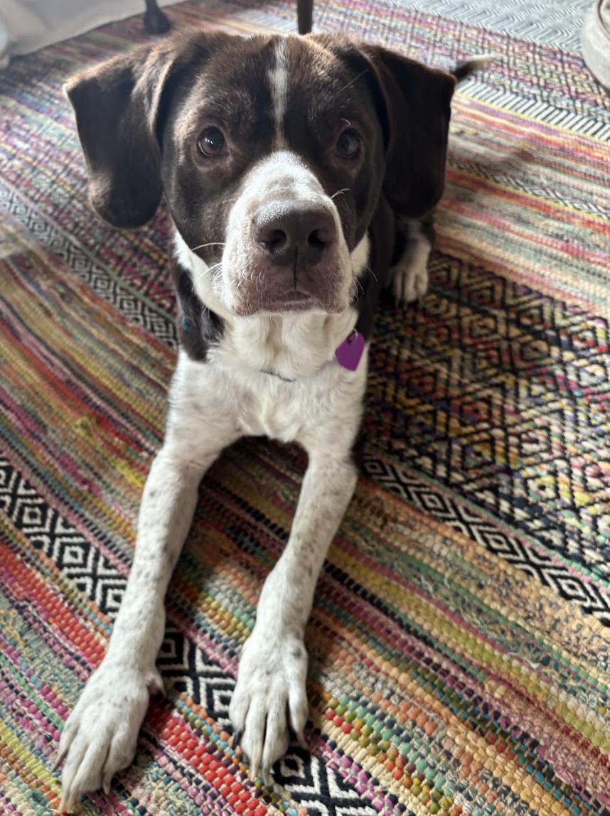 Enlarge Pops #1, a Adoptable mixed breed in Aurora, CO image 2/3