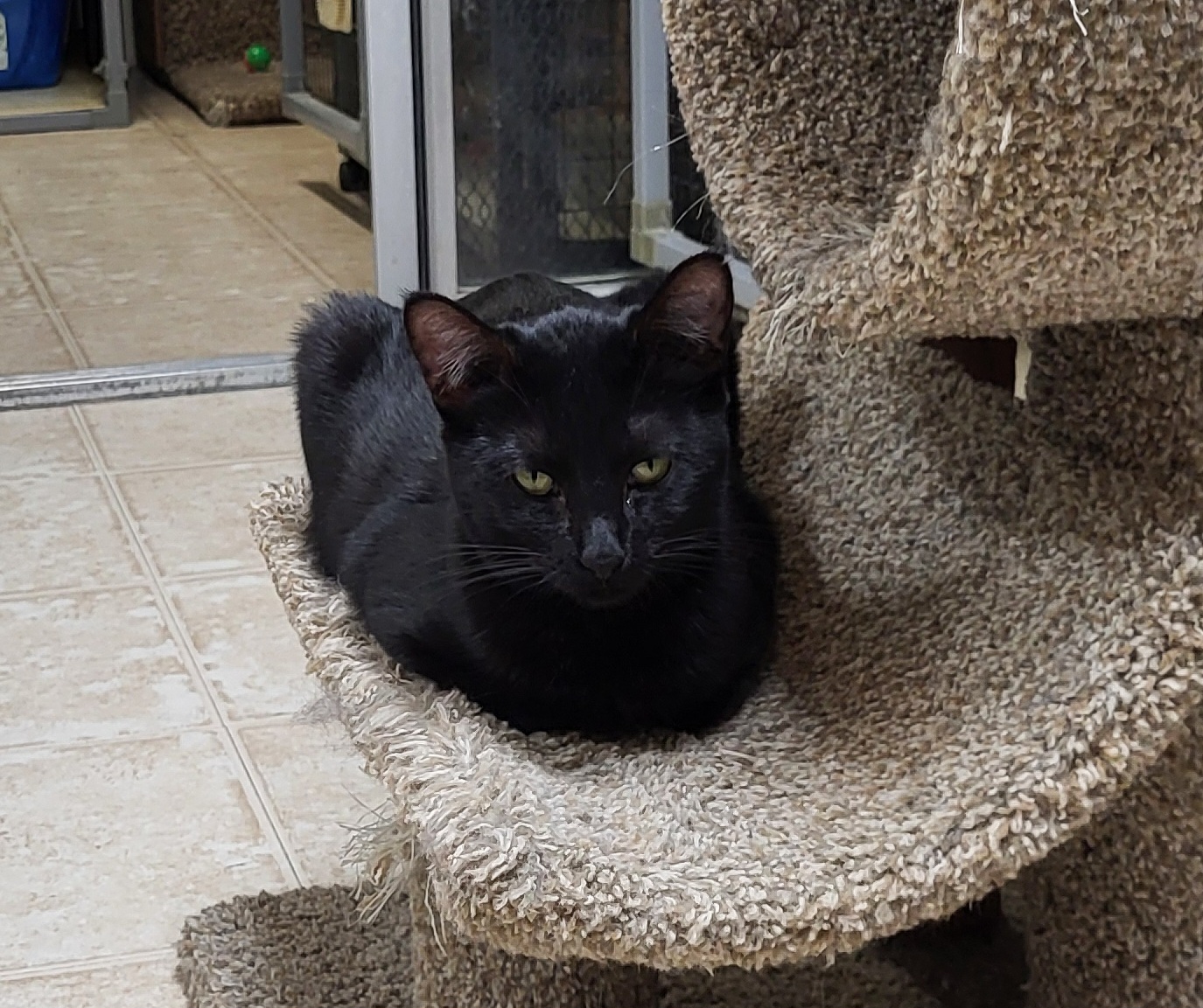 Ruby, Adoptable, Young Female Domestic Short Hair.