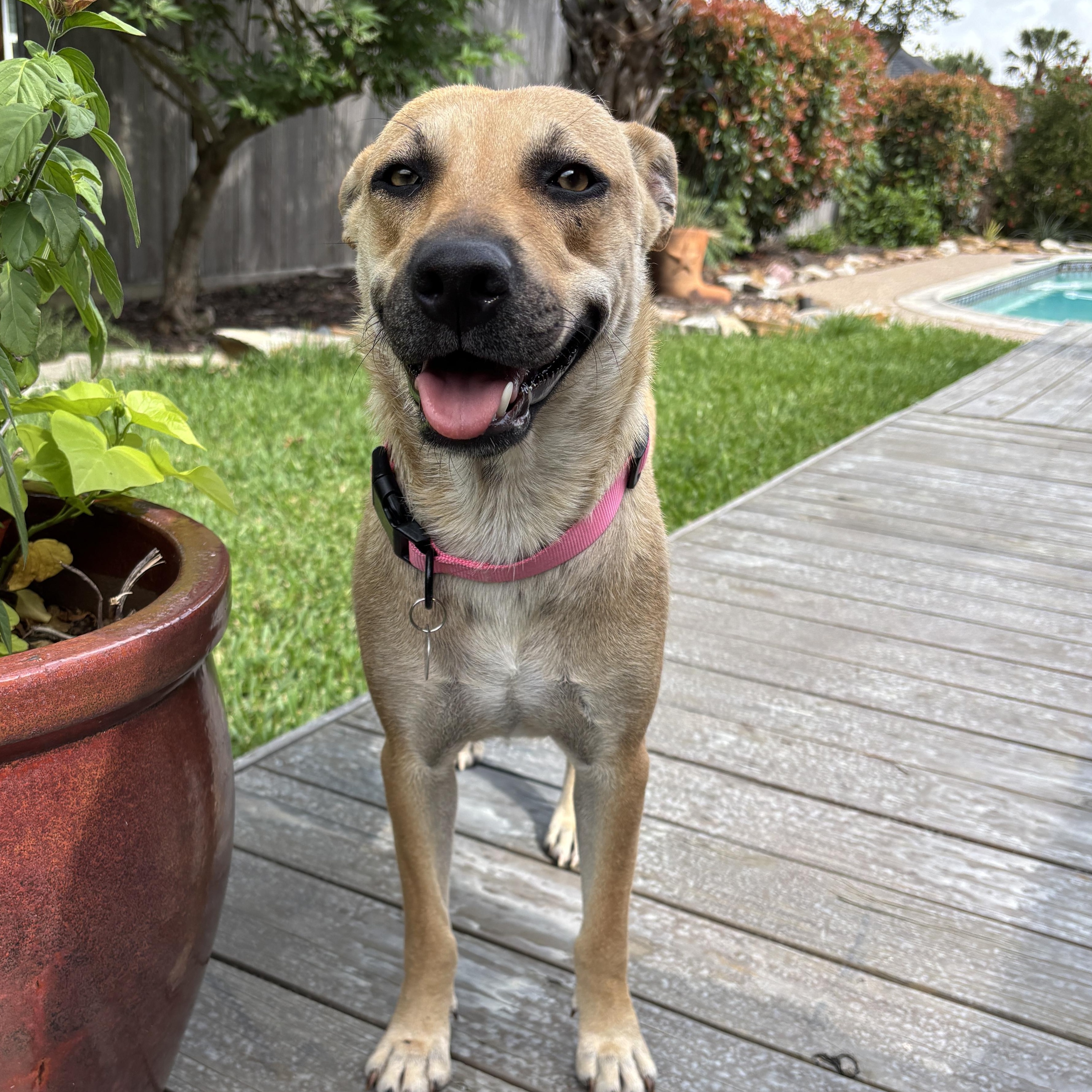Enlarge Sandy - Calm, Easy Going Sweetheart - Coming Soon , a ADOPTABLE mixed breed in League City, TX image 1/1