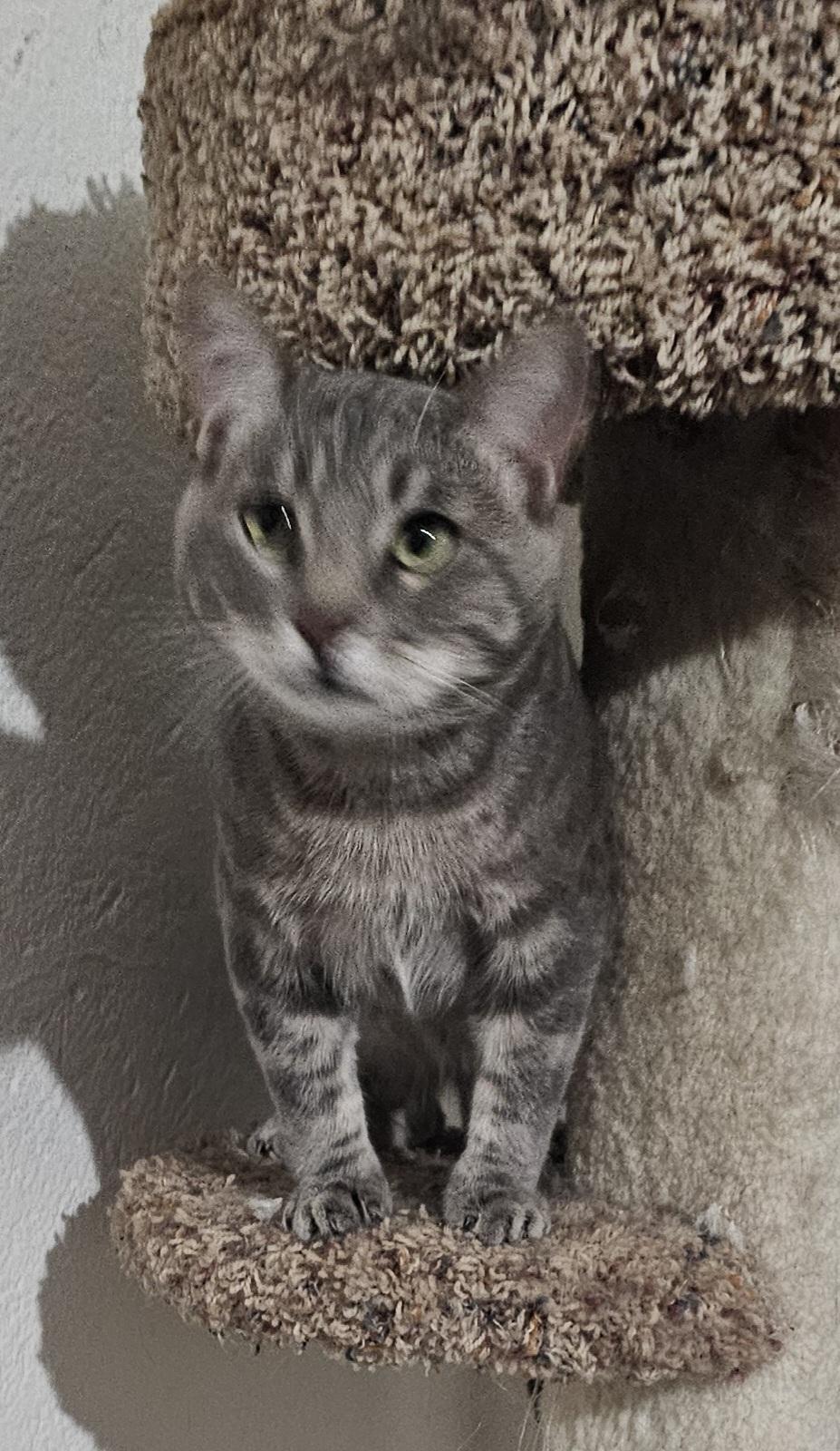 Enlarge Tiberias , a Adoptable mixed breed in pasadena, CA image 3/6