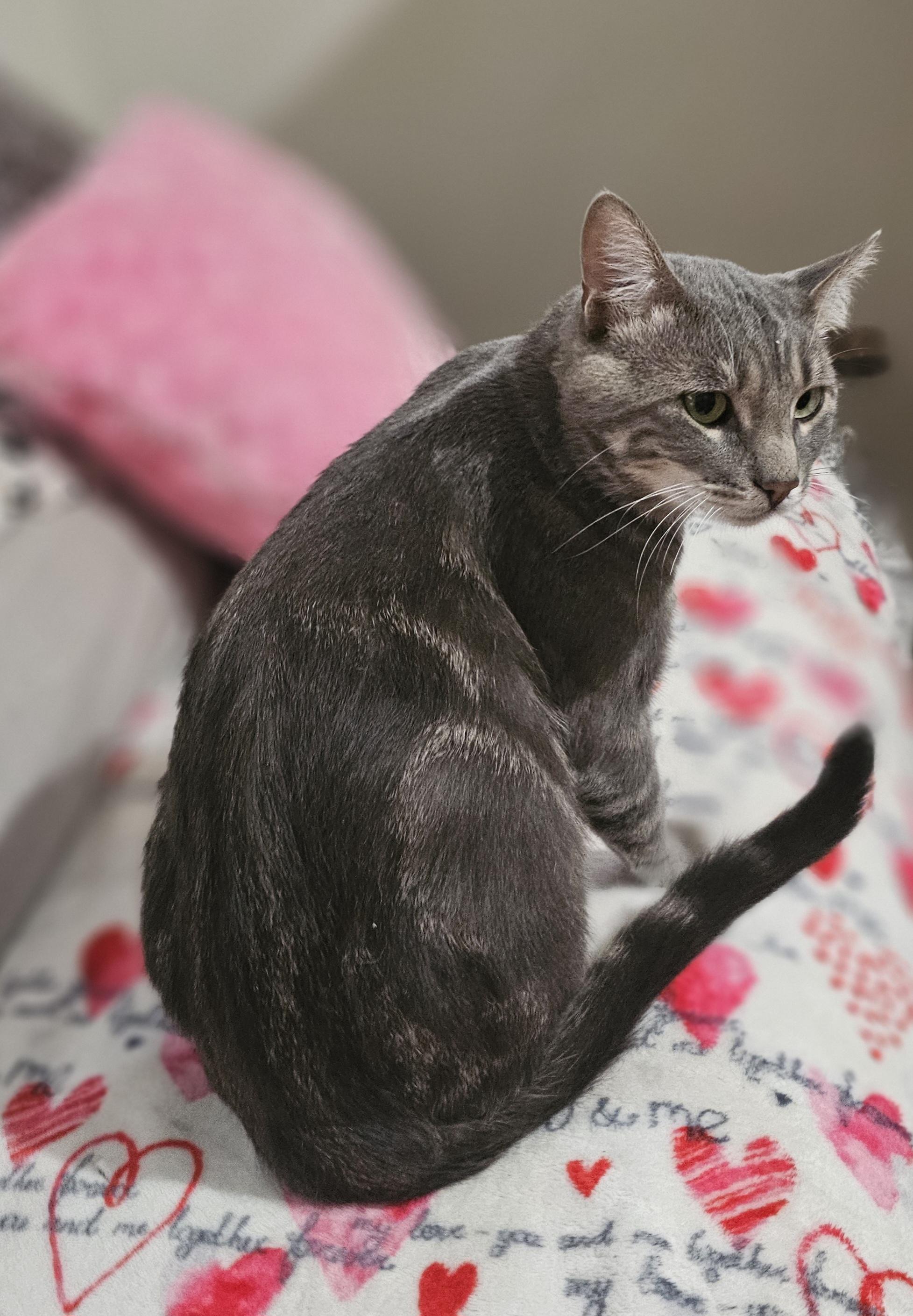 Enlarge Tiberias , a Adoptable mixed breed in pasadena, CA image 2/6