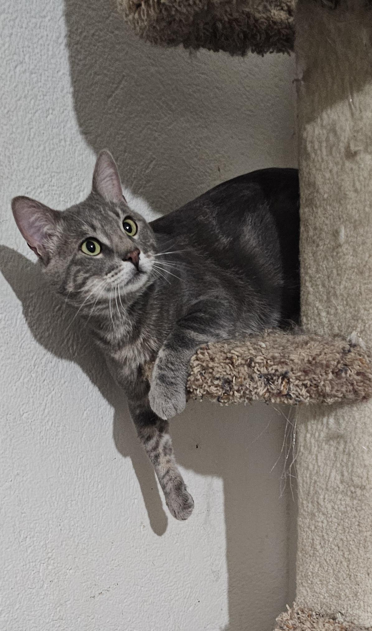 Tiberias , Adoptable, Young Male Korat & Dilute Tortoiseshell.