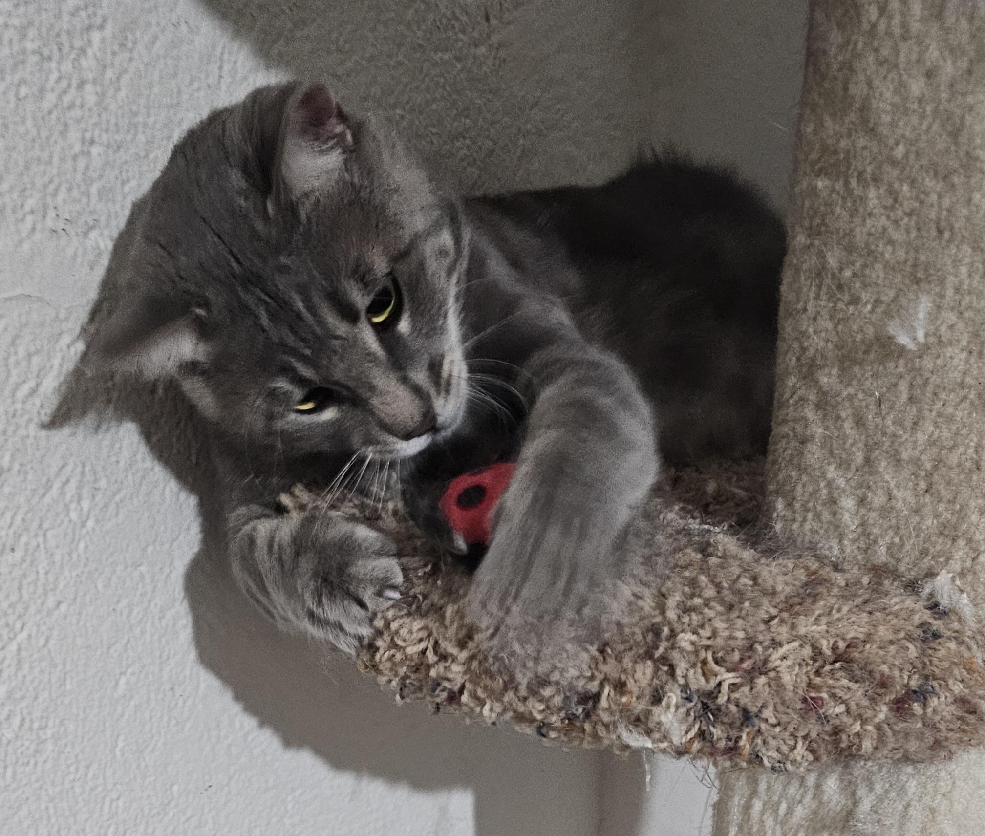 Enlarge Tiberias , a Adoptable mixed breed in pasadena, CA image 4/6