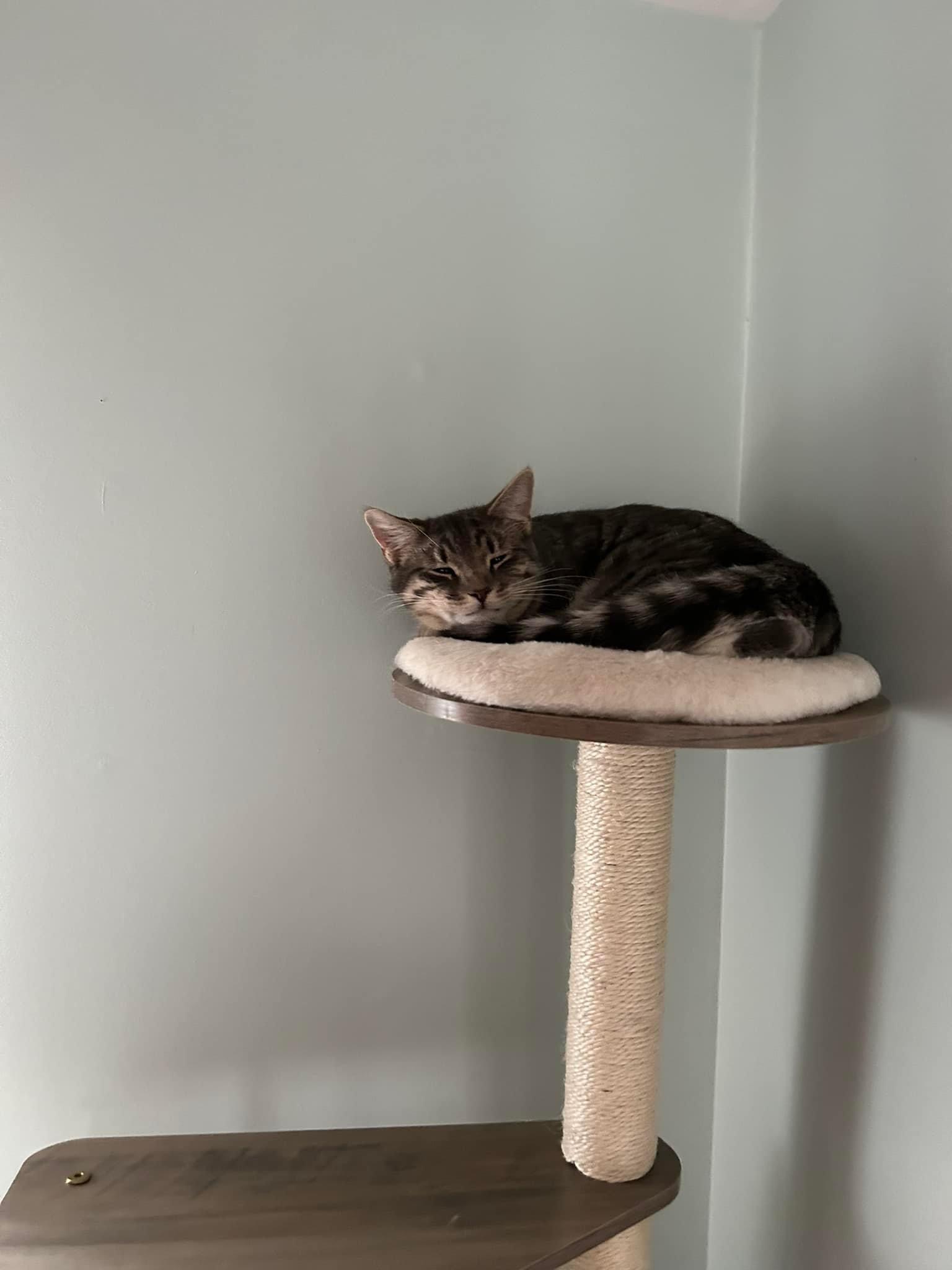 Emery, Adoptable, Young Female Domestic Short Hair & Tabby.