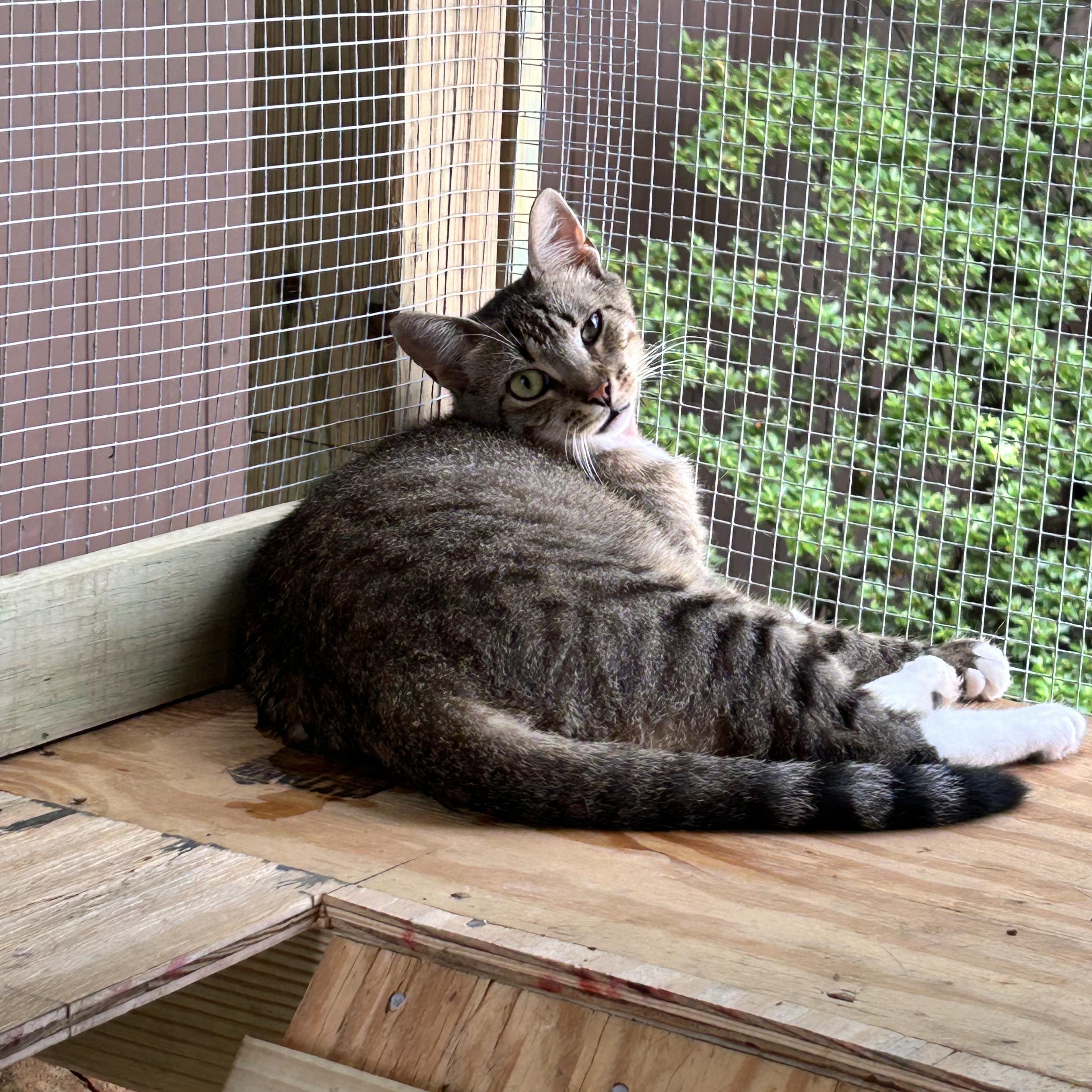 Enlarge Emery, a Adoptable mixed breed in Newark, NJ image 2/2