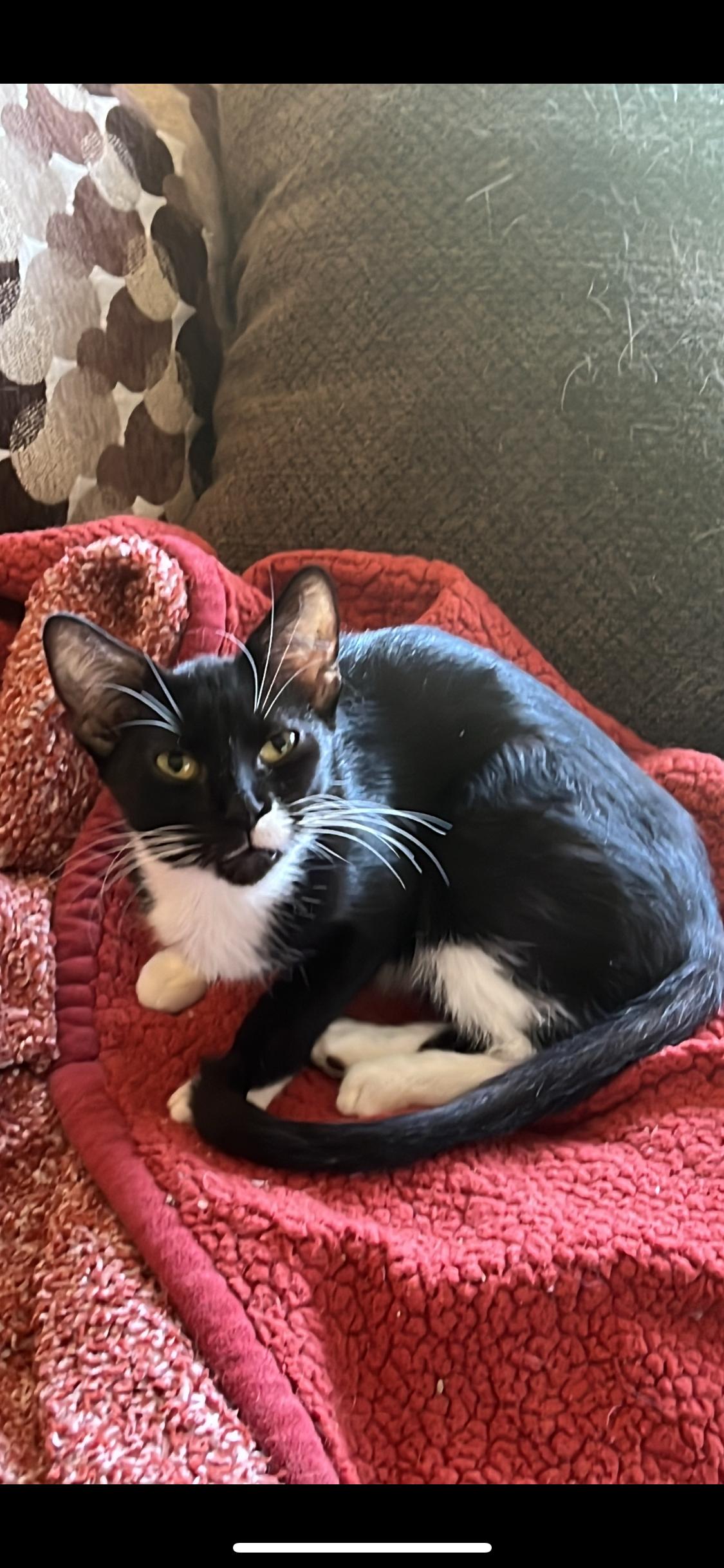 Mittens, Adult Female Tuxedo