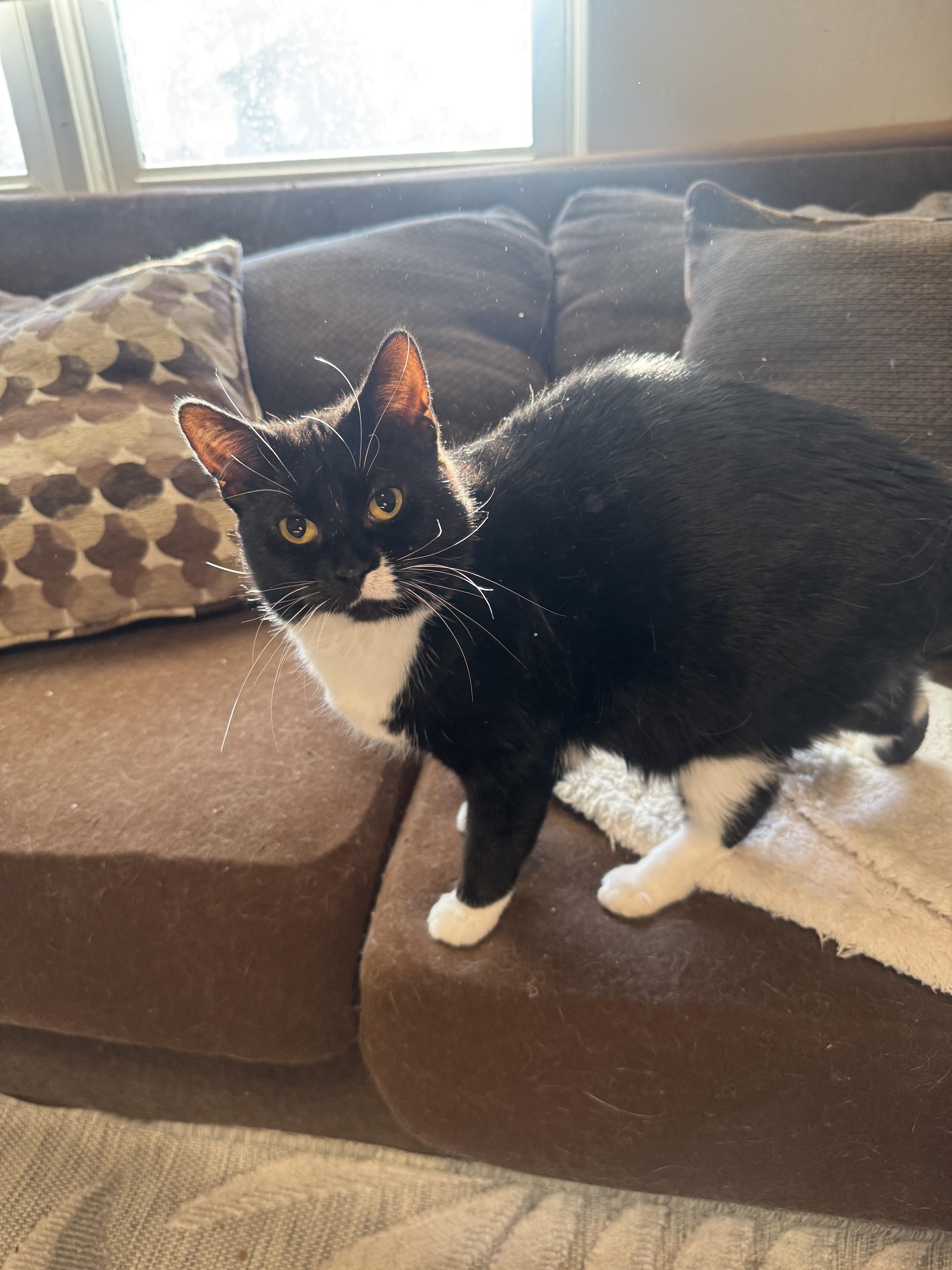 Mittens