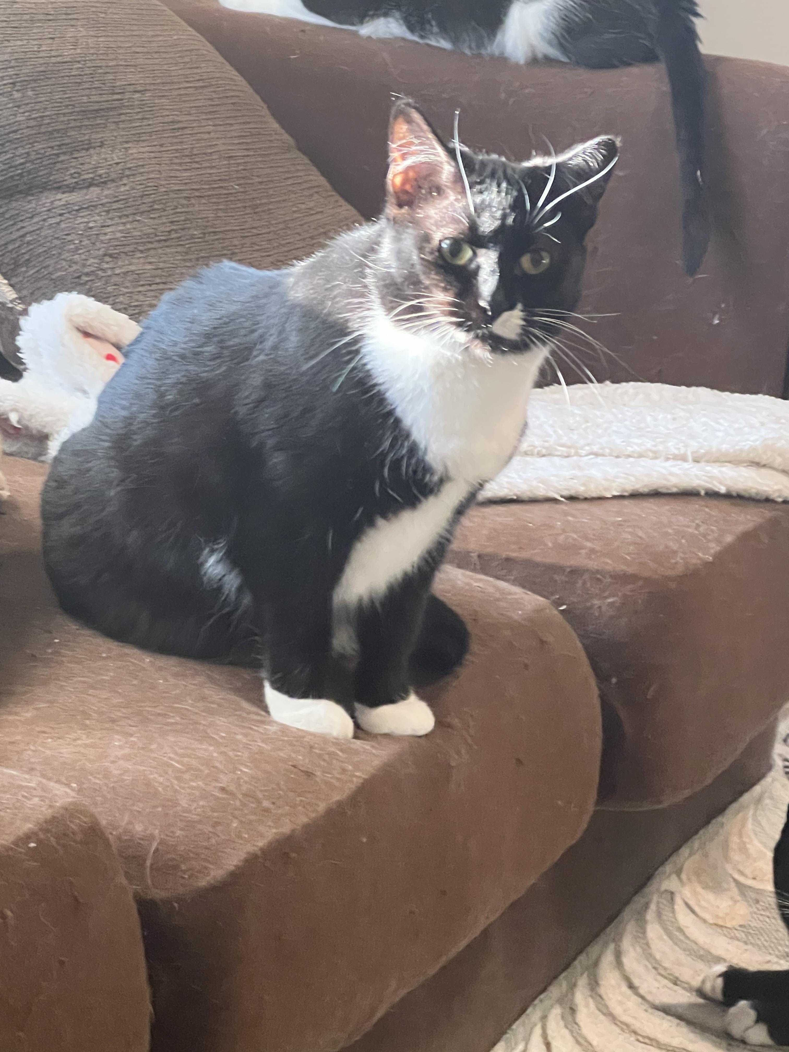 Mittens