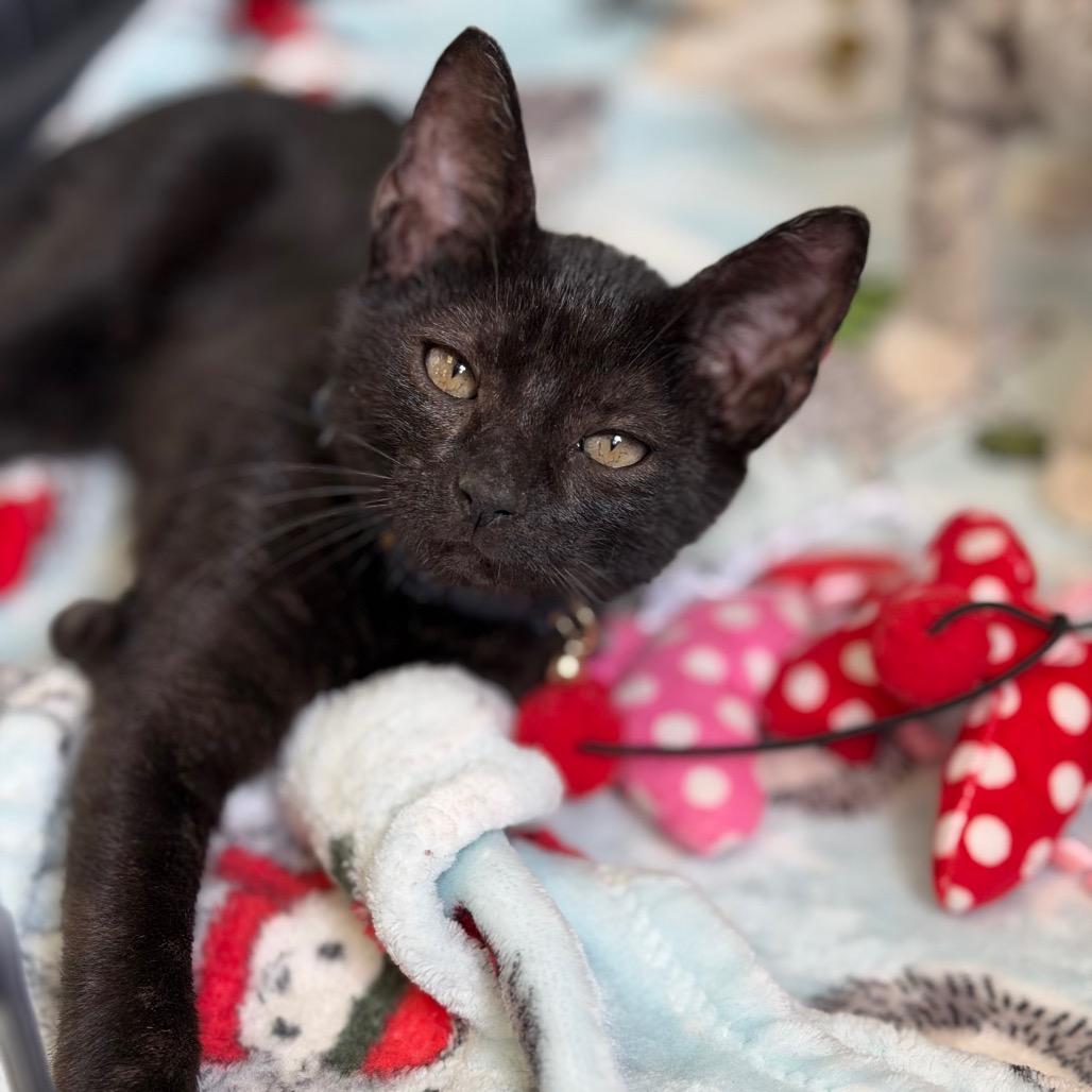 Pushinka, Adoptable, Kitten Male Domestic Short Hair.