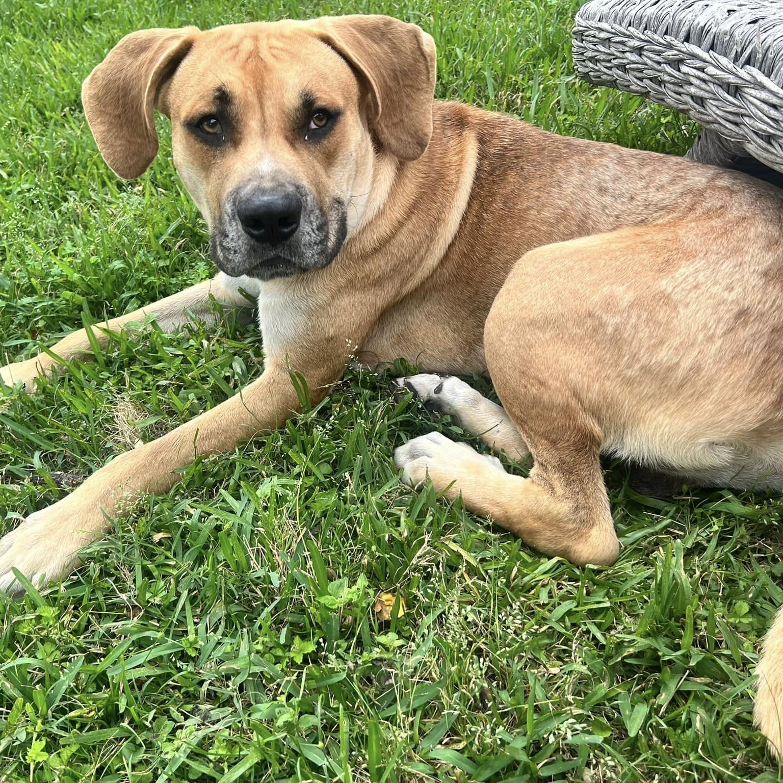 Petfinder Syracuse Ny - 87d9t6r
