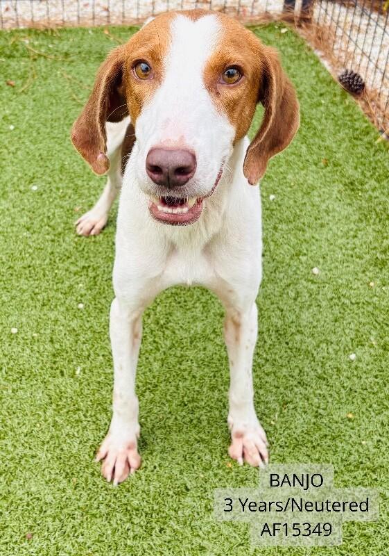 Banjo, Adoptable, Adult Male Hound.