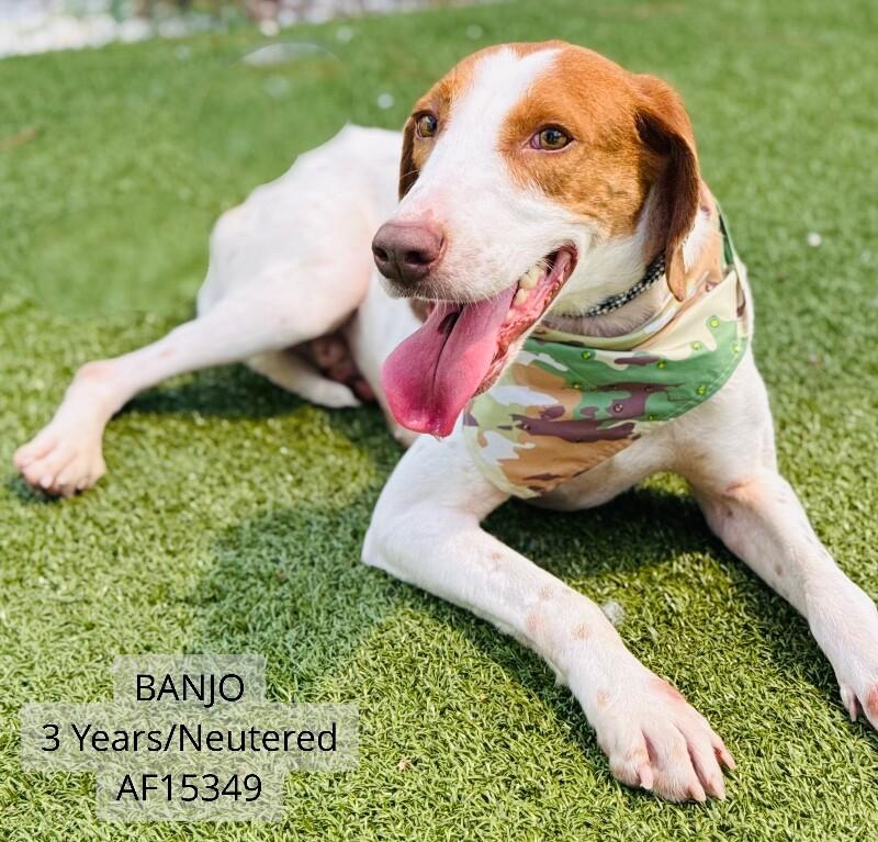 Enlarge Banjo, a Adoptable Hound in Supply, NC image 1/1