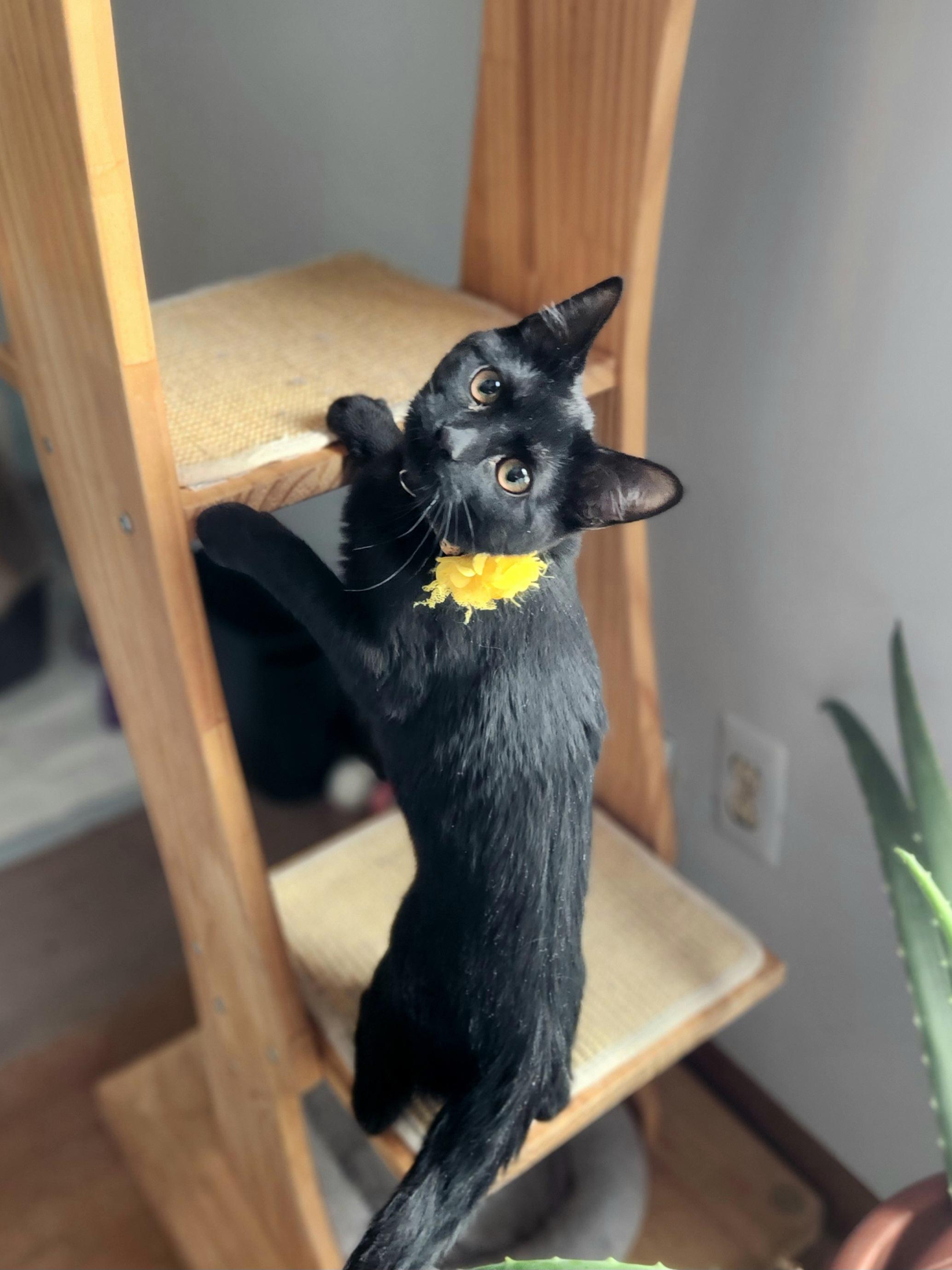 Enlarge Valkyrie (Val) - Bonded w/ Lady Jane, a Adoptable mixed breed in Clawson, MI image 2/4